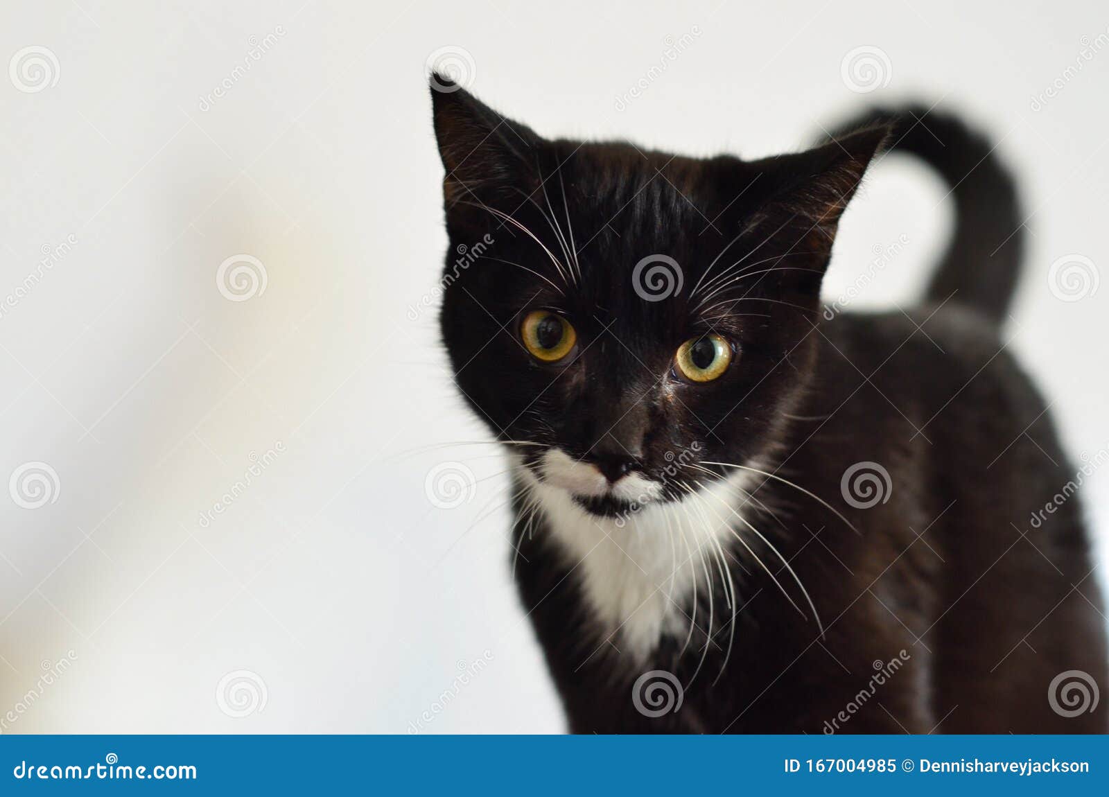 Фото Котов Кошек Котят Фото Котов Кошек Котят