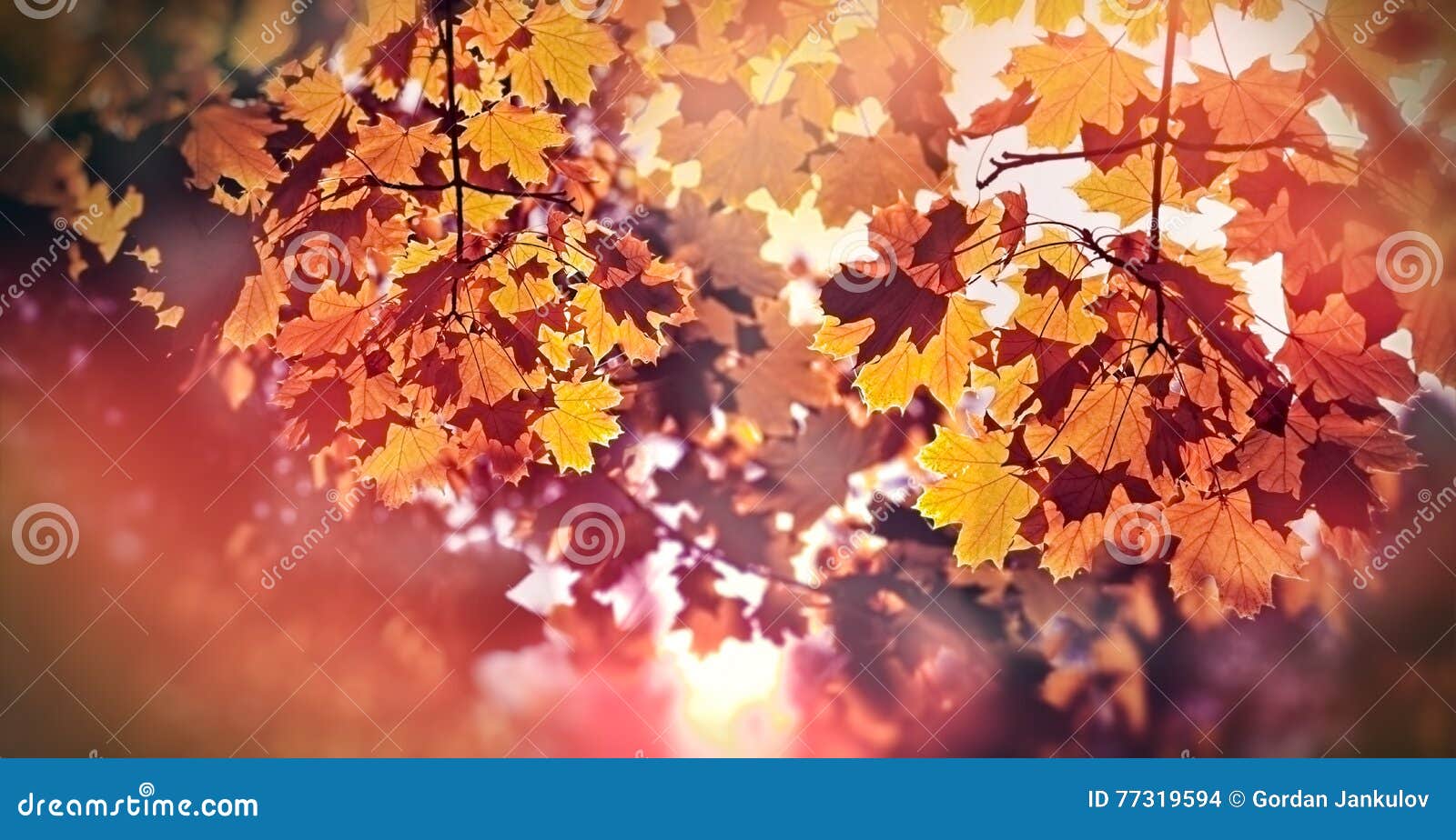 Красивые Осенние Листья Картинки Фото