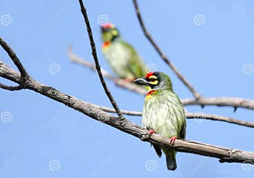 Красивые пары птиц Barbet Coppersmith садились на насест на дереве