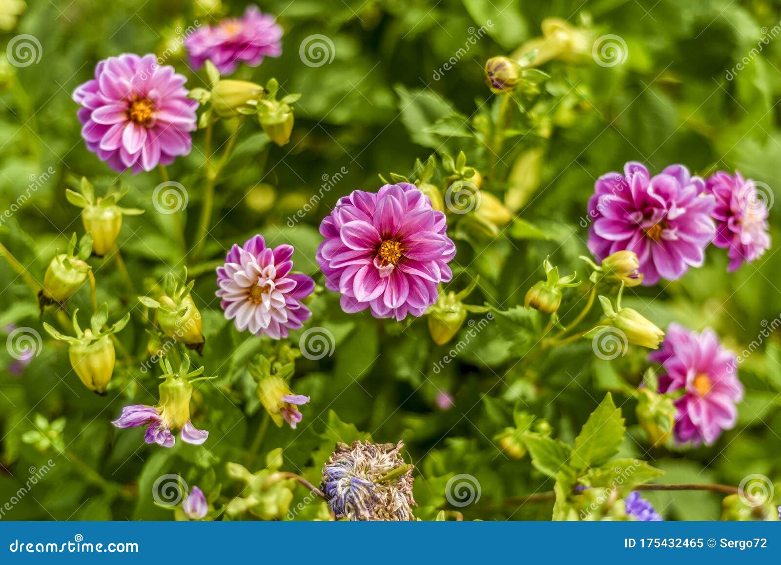 Красивые поля и луговые цветы Стоковое Изображение - изображение  насчитывающей реально, аффекты: 175432465