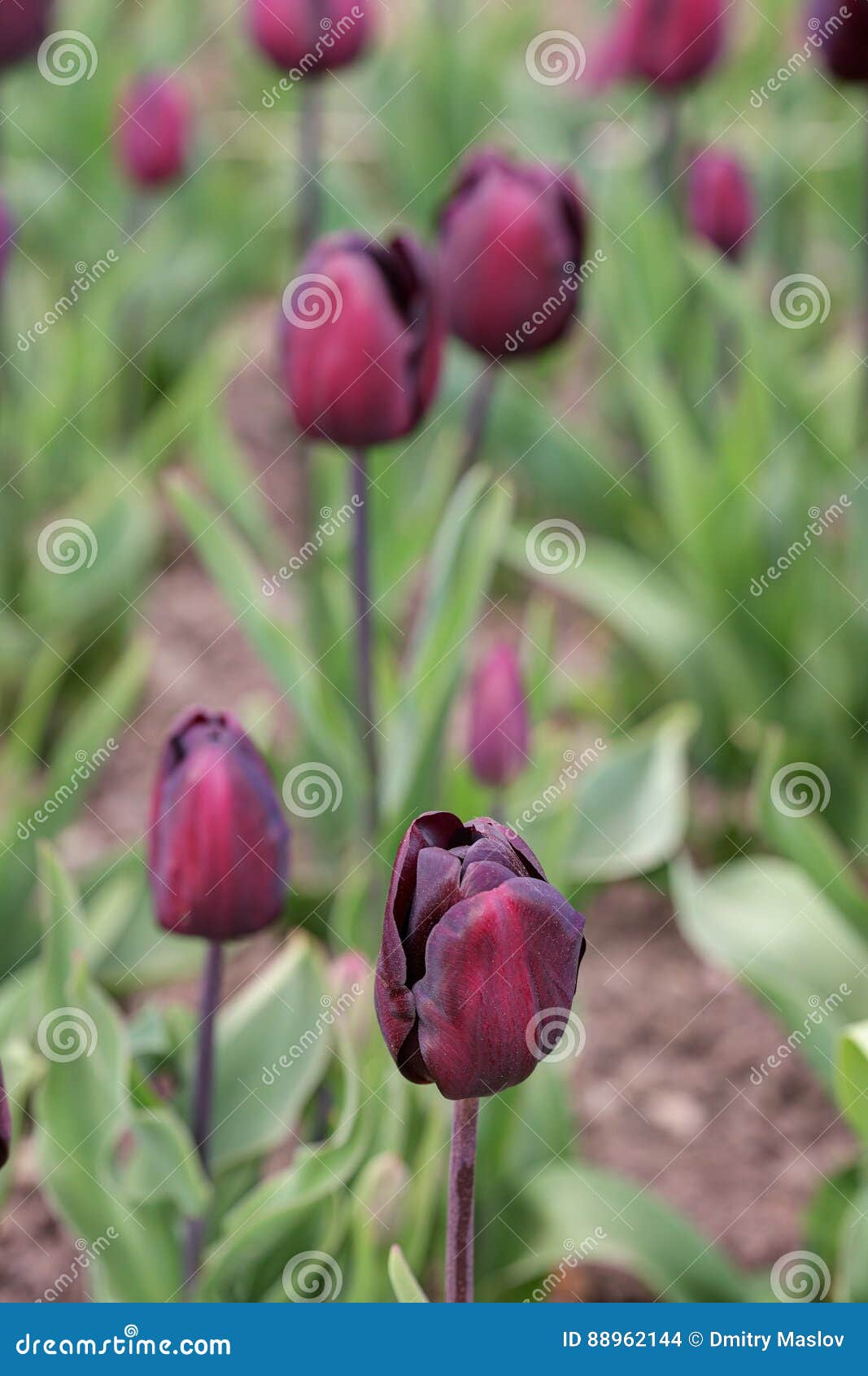 Красивые темные тюльпаны стоковое фото. изображение насчитывающей темно -  88962144