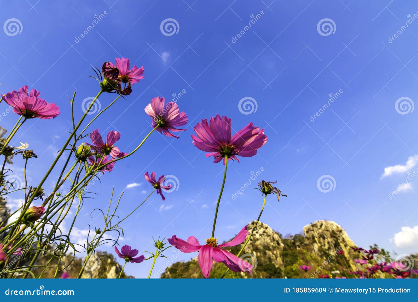 Красивые цветы в саду цветут пространства под фоне неба Стоковое  Изображение - изображение насчитывающей лужок, поле: 185859609