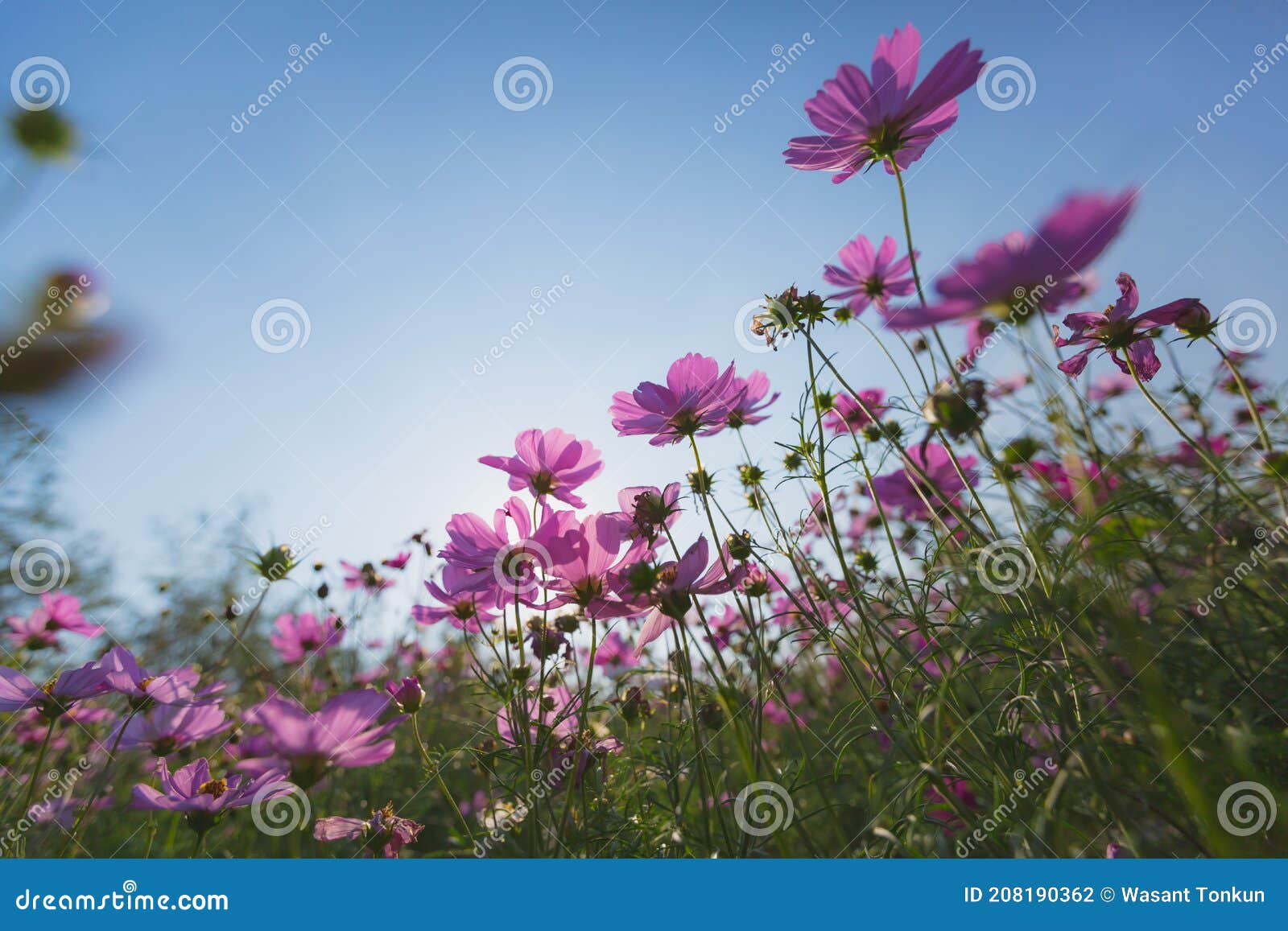 Красивые цветы пространства на фоне неба Стоковое Фото - изображение  насчитывающей поле, промахов: 208190362