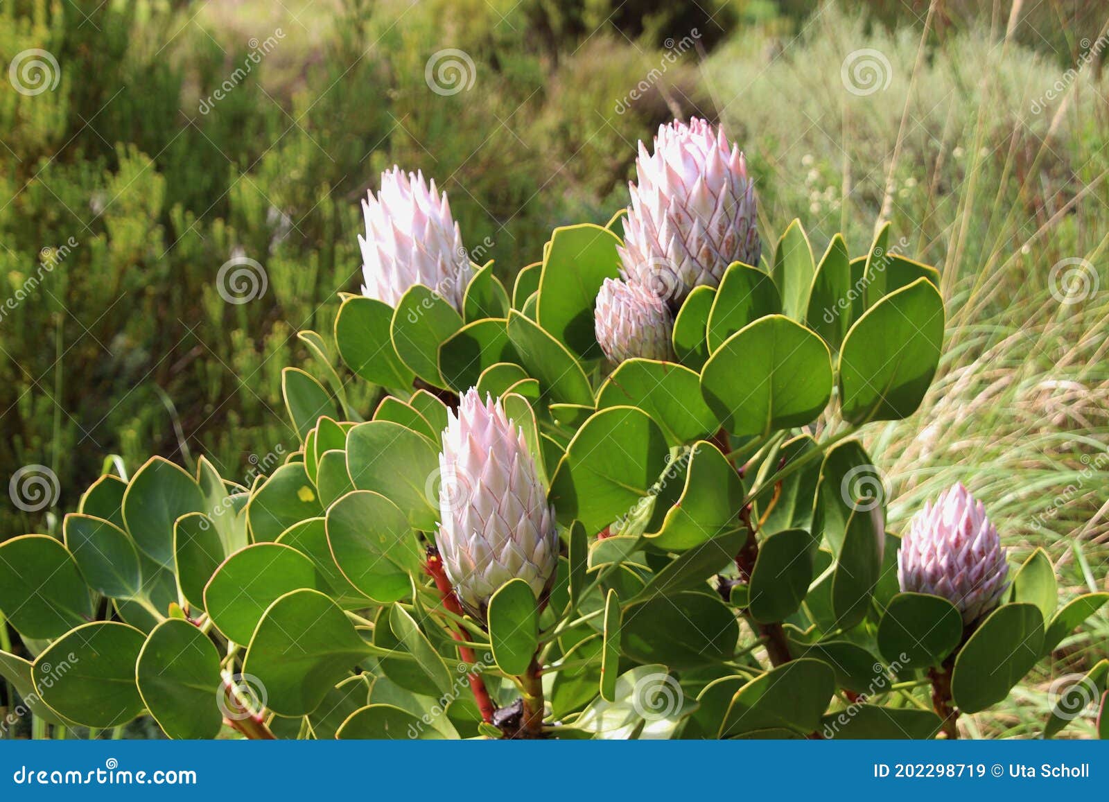 Красивые цветы Artichocke дерева национальный цветок Южной Африки. СтоковоеИзображение - изображение насчитывающей лепесток, бобра: 202298719