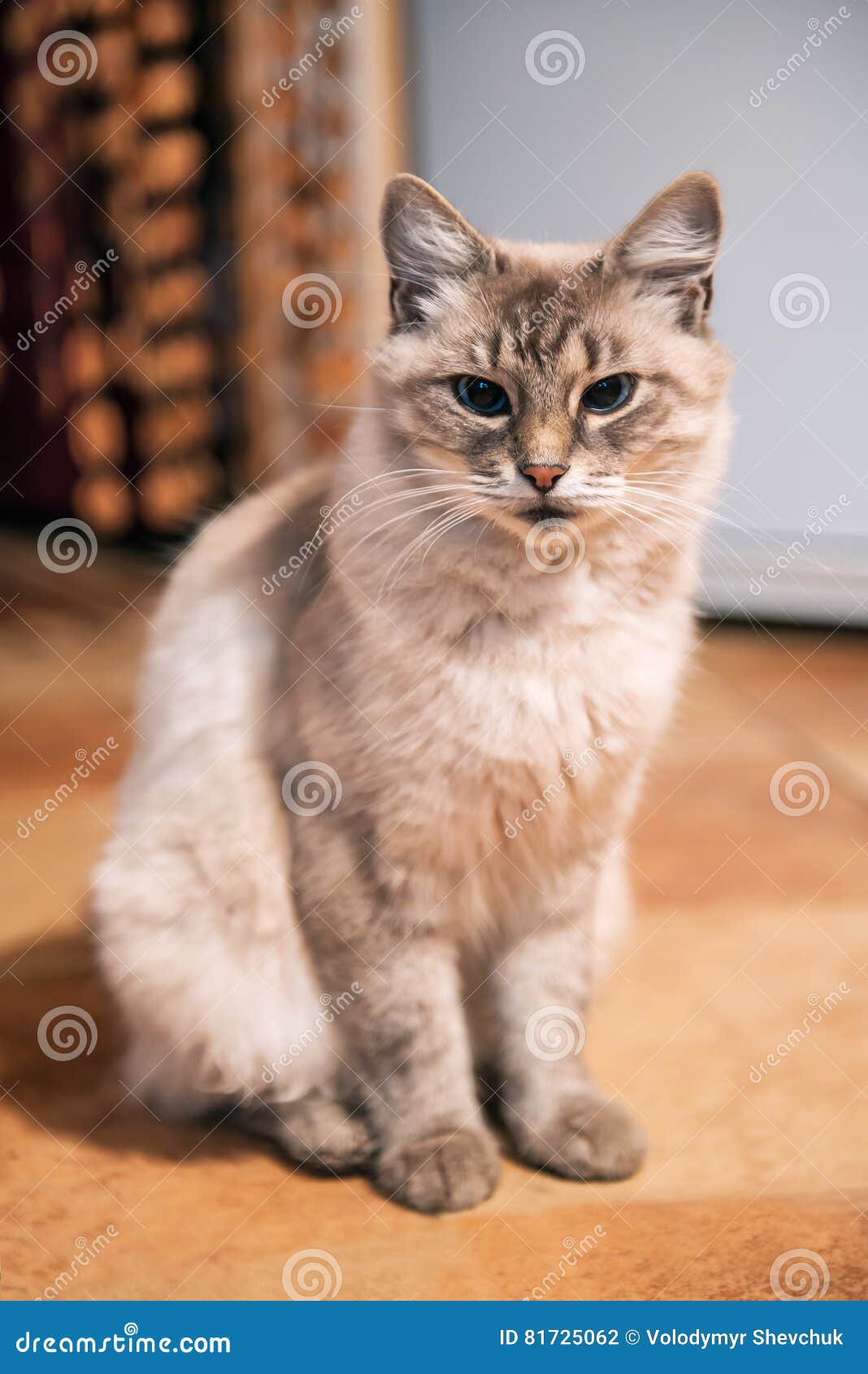 Красивый бежевый кот стоковое фото. изображение насчитывающей мило -  81725062