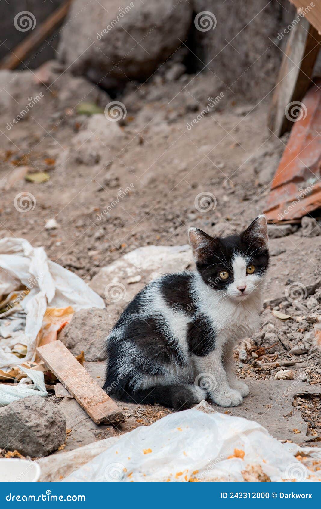 Брошенные котята на улице