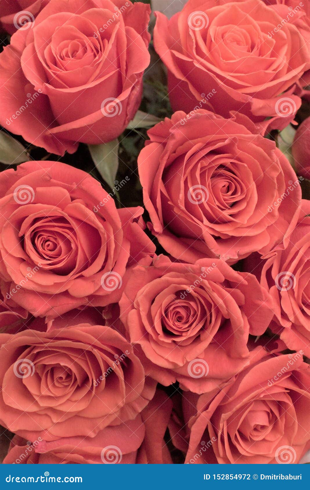 Шикарный Букет Роз Огромное Фото