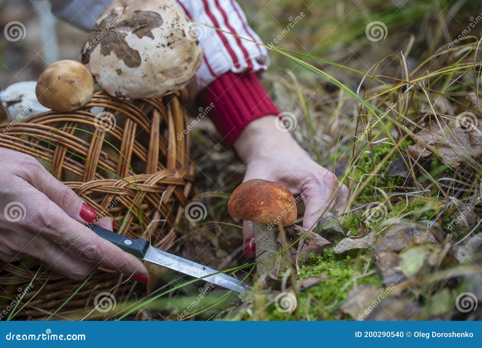 Фото Дня Грибы