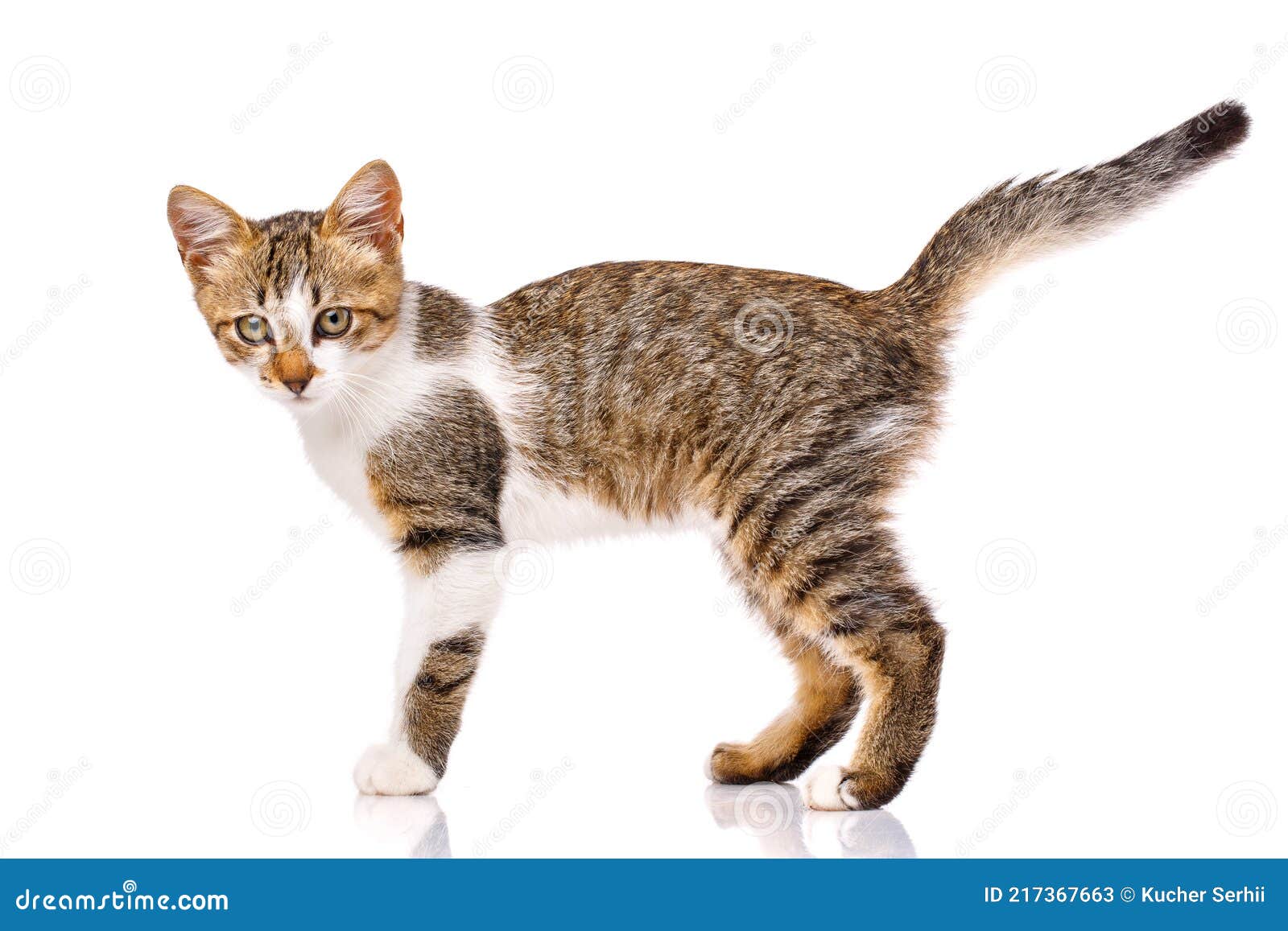 Кот вид сбоку