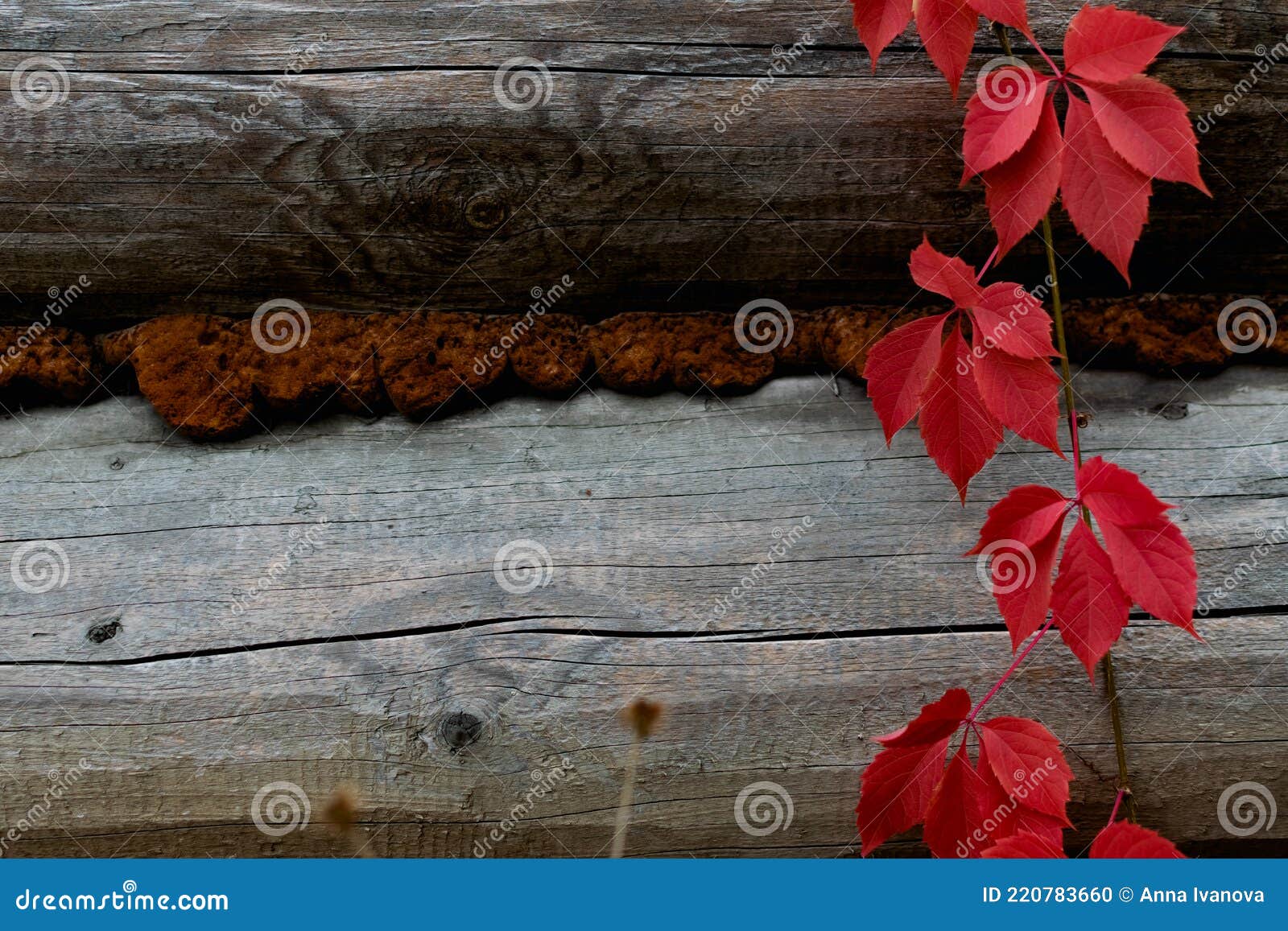 красивый естественный фон дерева и осенние разноцветные красные листья в  резиновой форме бархатный сезон для декора и дизайна Стоковое Фото -  изображение насчитывающей древесина, красно: 220783660