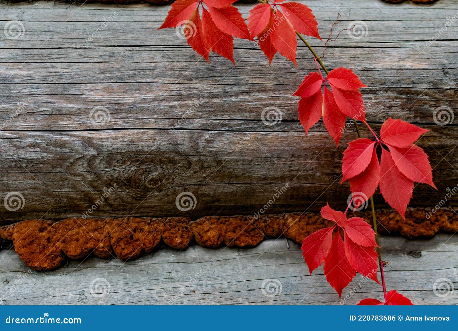 красивый естественный фон дерева и осенние разноцветные красные листья в  резиновой форме бархатный сезон для декора и дизайна Стоковое Фото -  изображение насчитывающей древесина, резина: 220783686