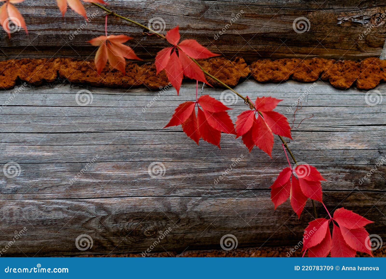 красивый естественный фон дерева и осенние разноцветные красные листья в  резиновой форме бархатный сезон для декора и дизайна Стоковое Изображение -  изображение насчитывающей резина, красивейшее: 220783709