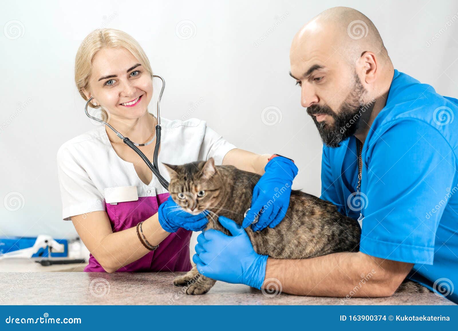 Красивый злобный кот на обычном экзамене ветеринара Кот в ветеринарной  клинике Профессиональная диагностика Пет Стоковое Фото - изображение  насчитывающей диагностики, пациент: 163900374