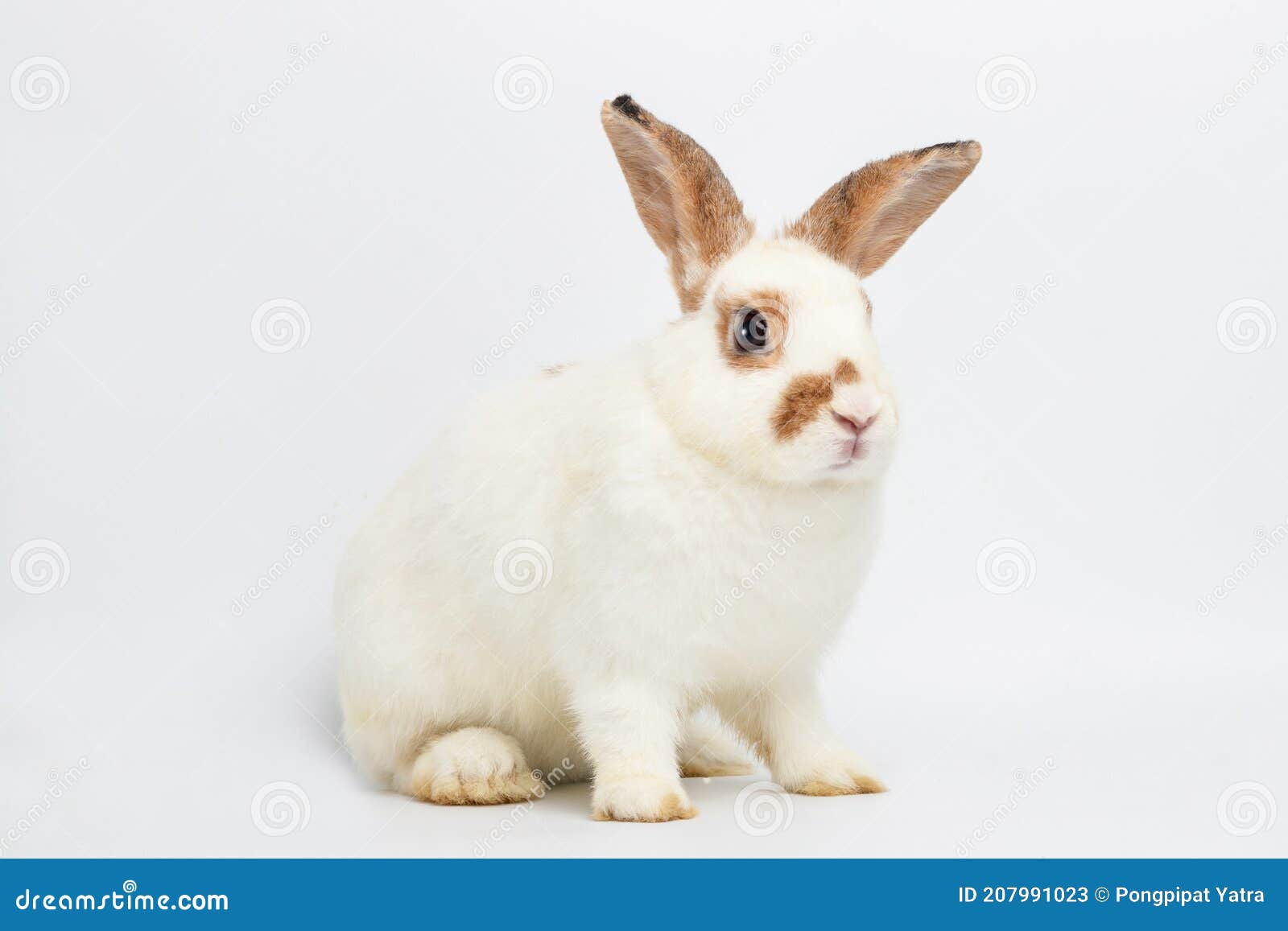 Заяц белый. A white rabbit. Вайт рэббит заяц белый. A white rabbit. Белый крольчонок.