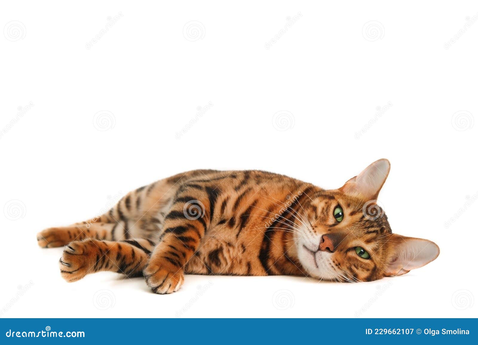 Бенгальская кошка рыжая