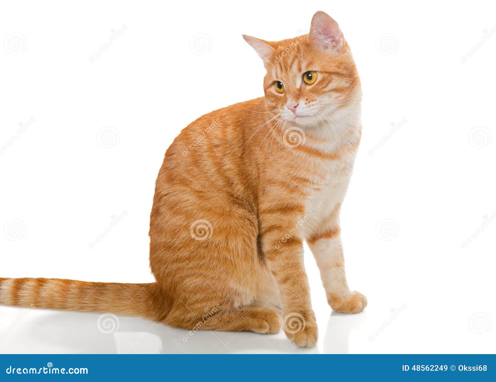 Красивый оранжевый кот стоковое изображение. изображение насчитывающей  мягко - 48562249