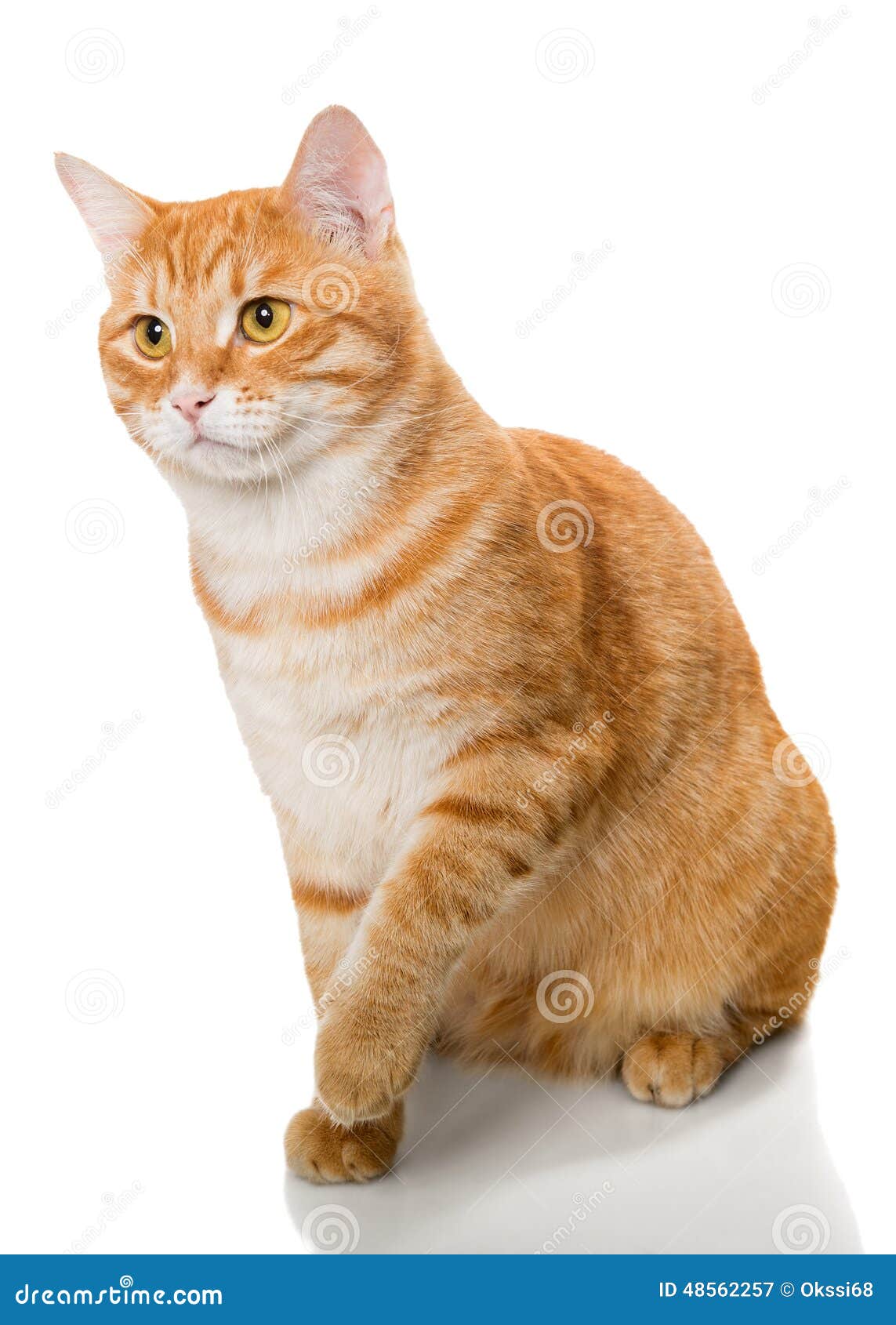 Кот на белом фоне рыжий