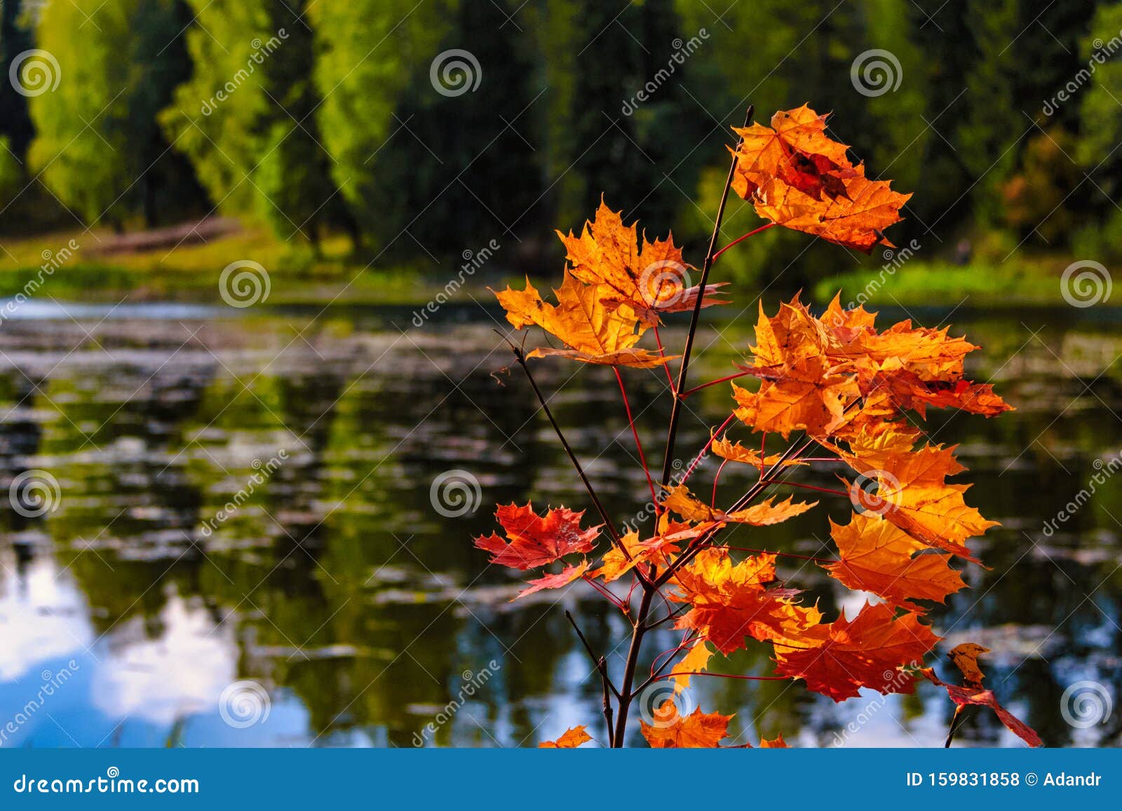 Красивый Осенний День Фото