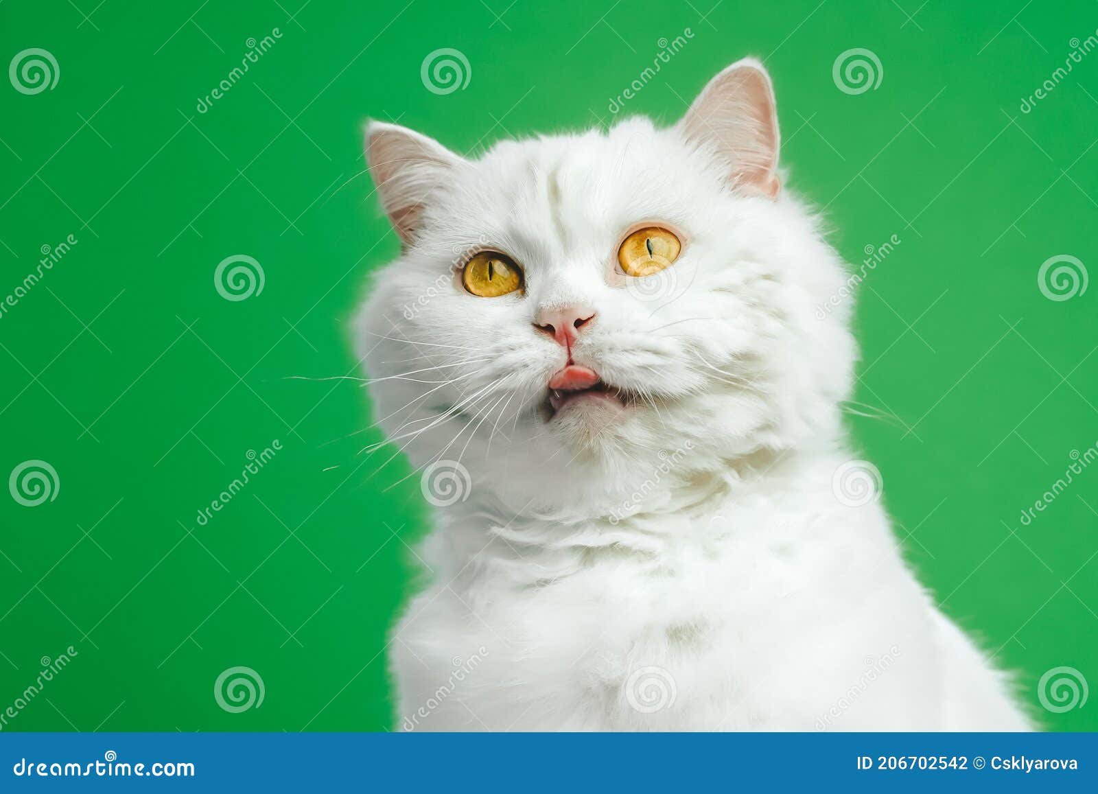 Котенок хромакей