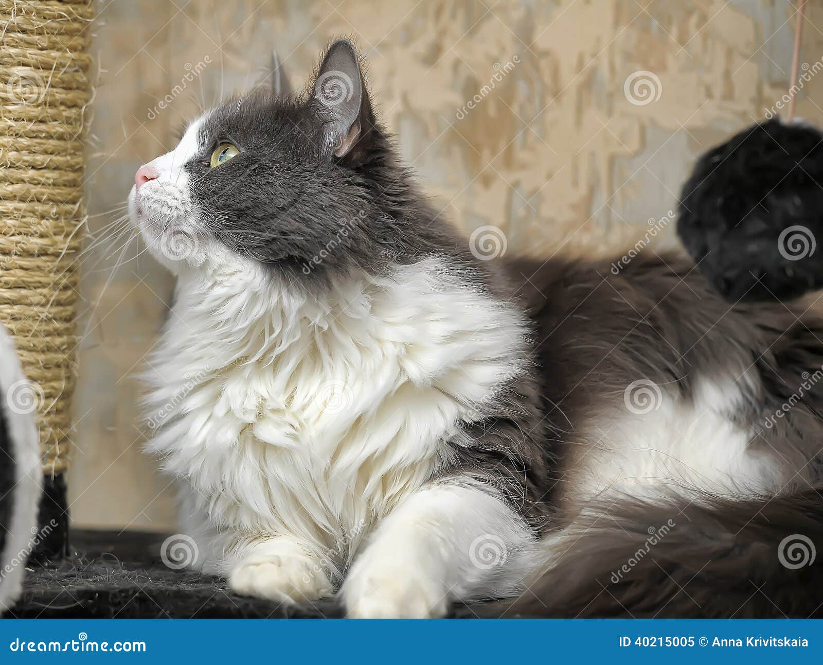 Серо белый кот