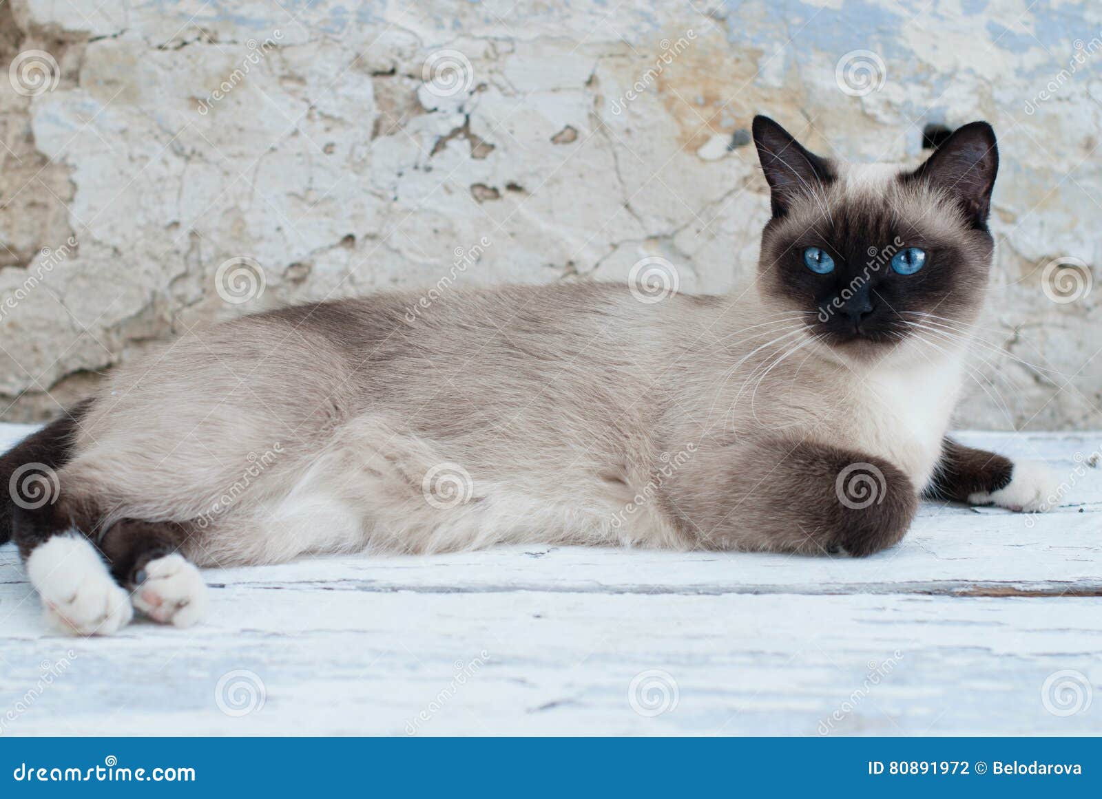 Красный сиамский кот