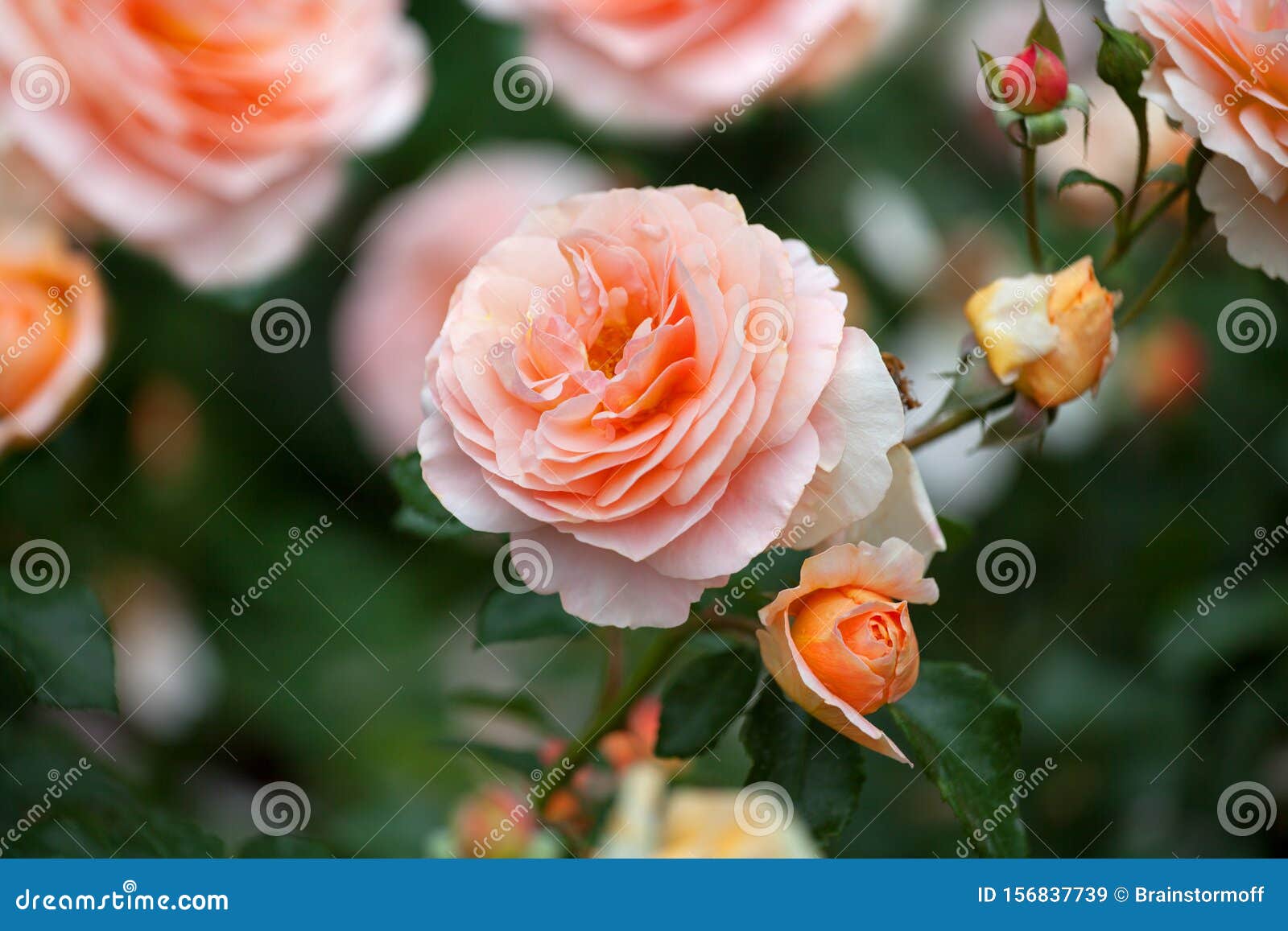 Цветы Цветущие Розовым Цветом Фото