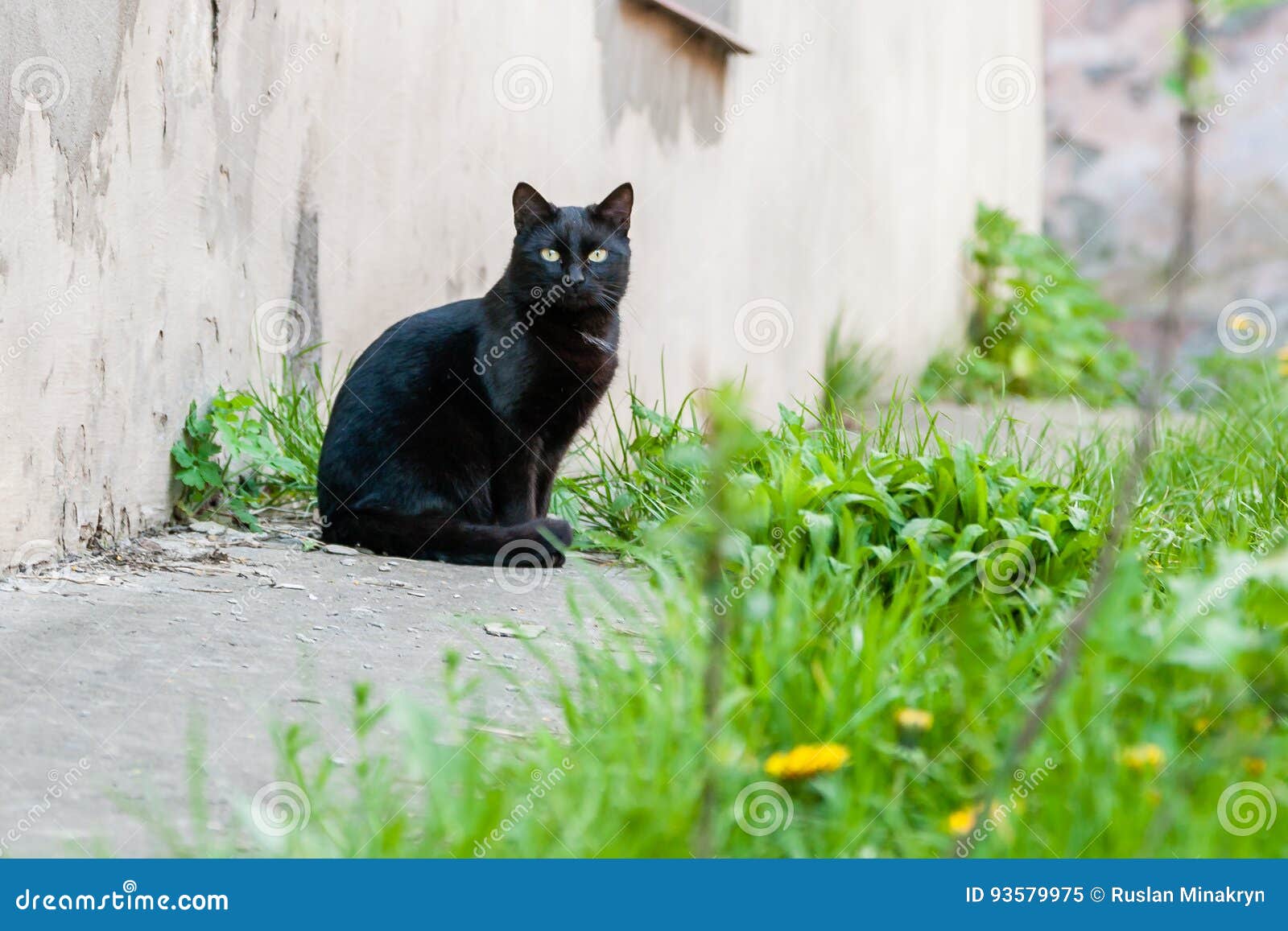 Фото Черного Кота С Зелеными Глазами