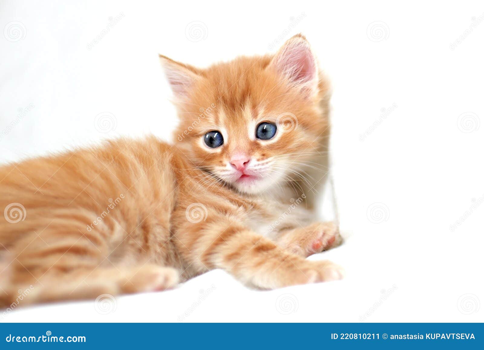 красивый ярко-красный котенок на белом фоне играет. молодой милый маленький  рыжий котенок. длинный рыжий котенок играть дома. милы Стоковое Изображение  - изображение насчитывающей ангстрома, котенок: 220810211