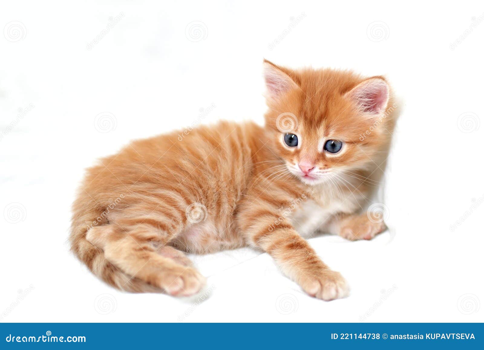 Рыжий котенок на белом фоне