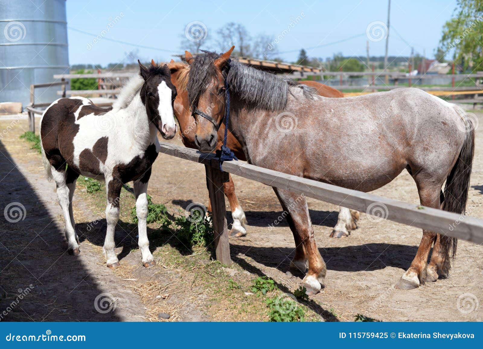 2 красивых лошади с гривой белого и коричневого цвета Стоковое Изображение  - изображение насчитывающей ландшафт, зеленый: 115759425