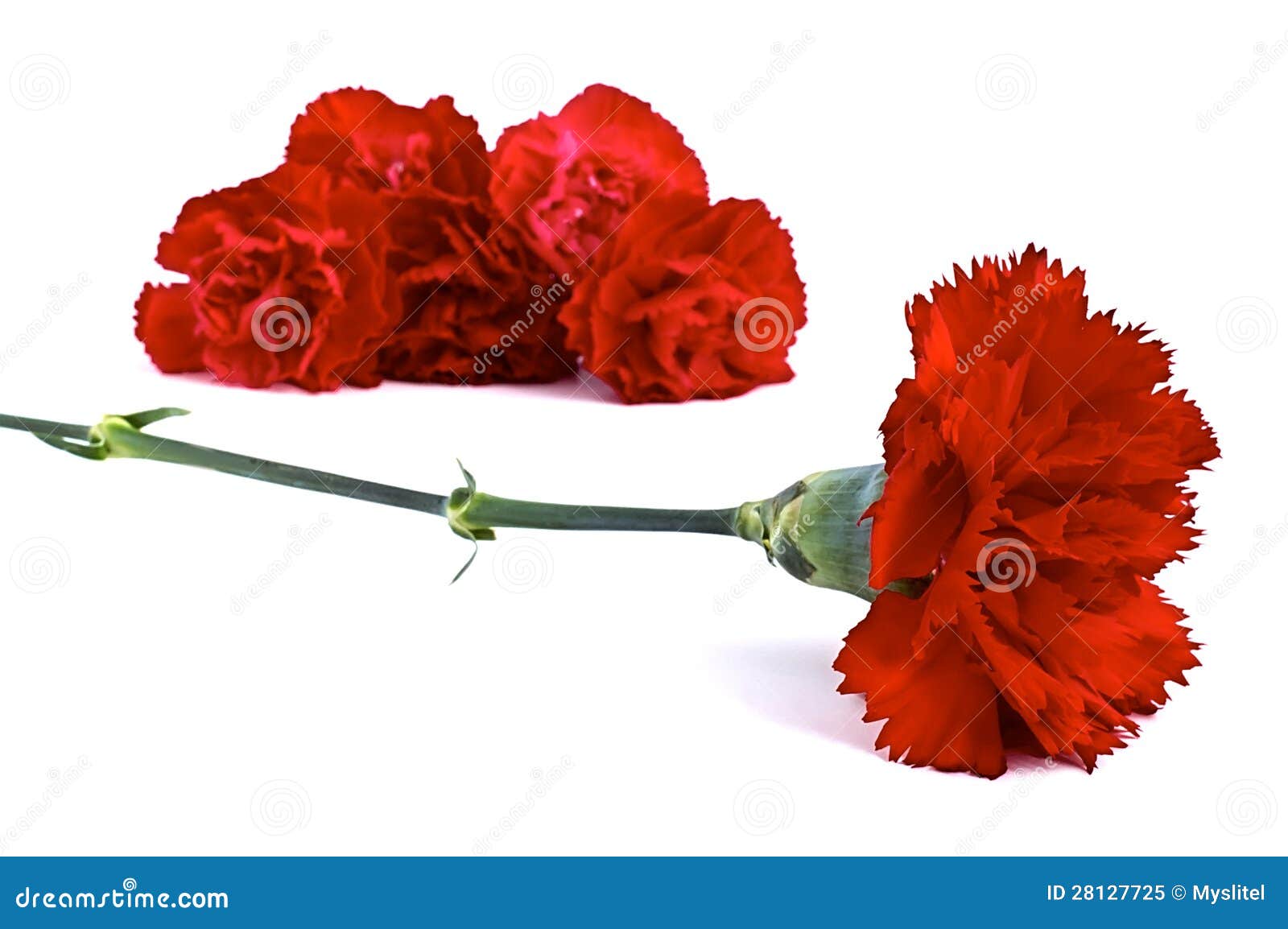 Две гвоздики png