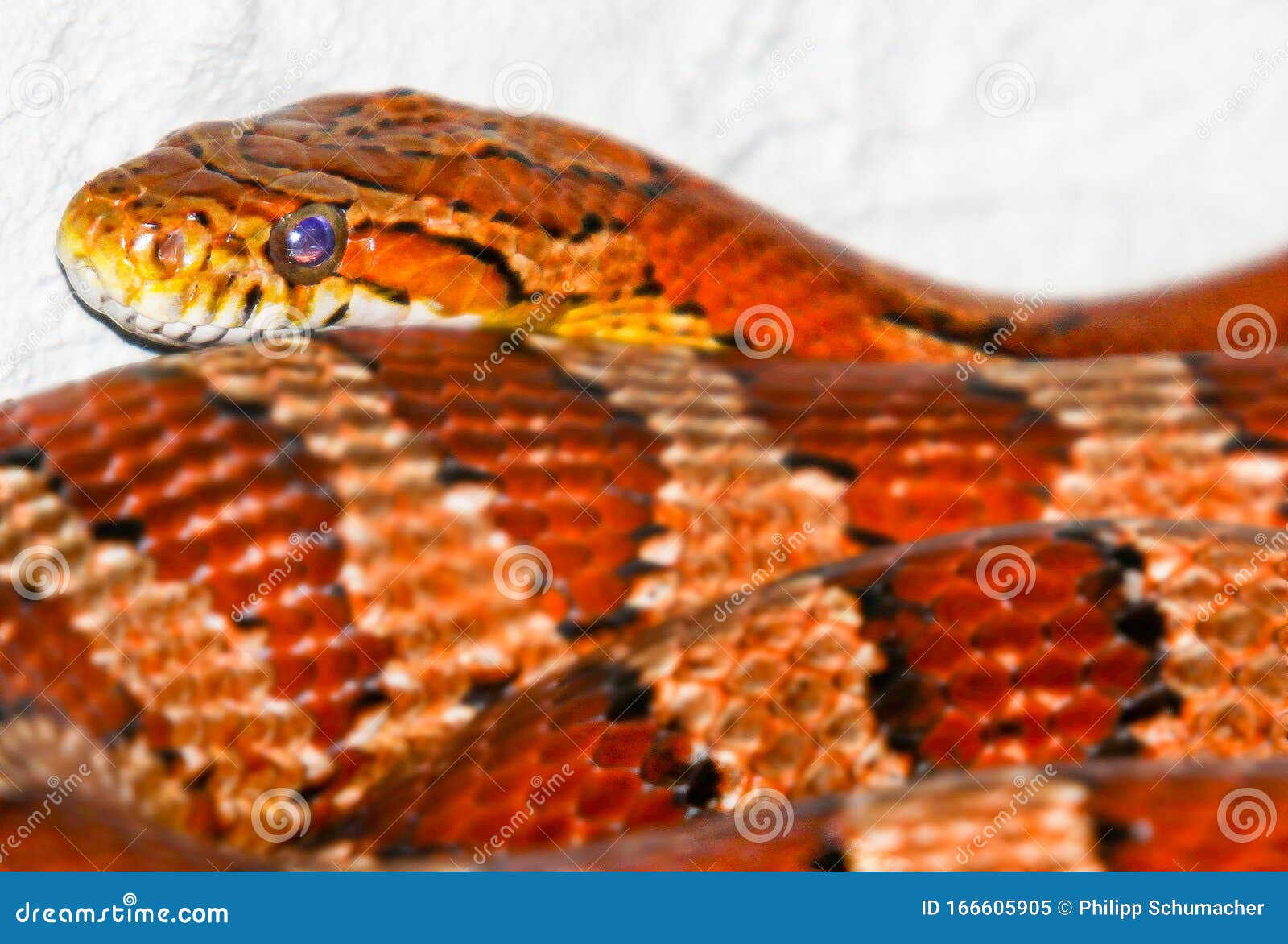 Красная и коричневая змея на белый камень. Ближайший вверх СтоковоеИзображение - изображение насчитывающей токсичность, звеец: 166605905