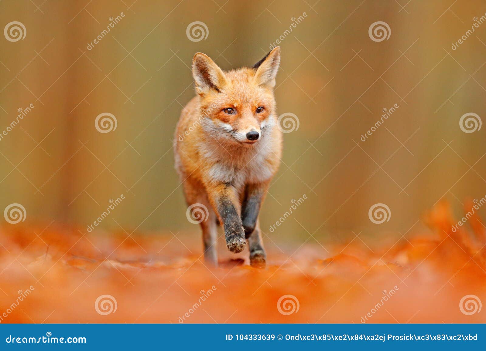 Красная лиса бежать в оранжевых листьях осени Милый красный Fox, лисица  лисицы, животное леса падения красивое в среду обитания п Стоковое  Изображение - изображение насчитывающей пуща, холодно: 104333639