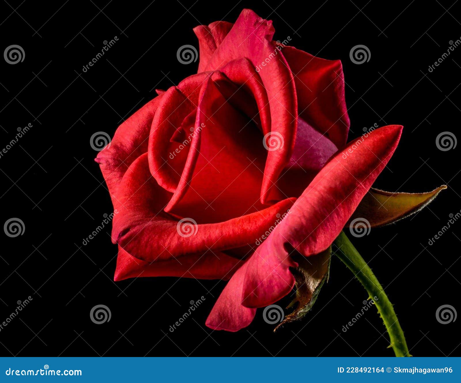 красная роза день обои красивые обои роза зимний аромат черный фон красный  цвет. Стоковое Фото - изображение насчитывающей пряно, ряды: 228492164