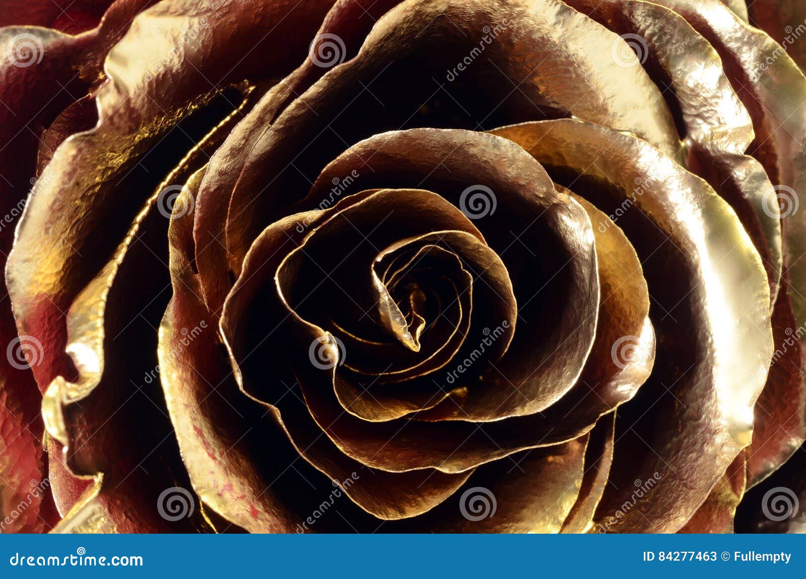 Beautiful Anne Rare roses, Rose, Beautiful roses
