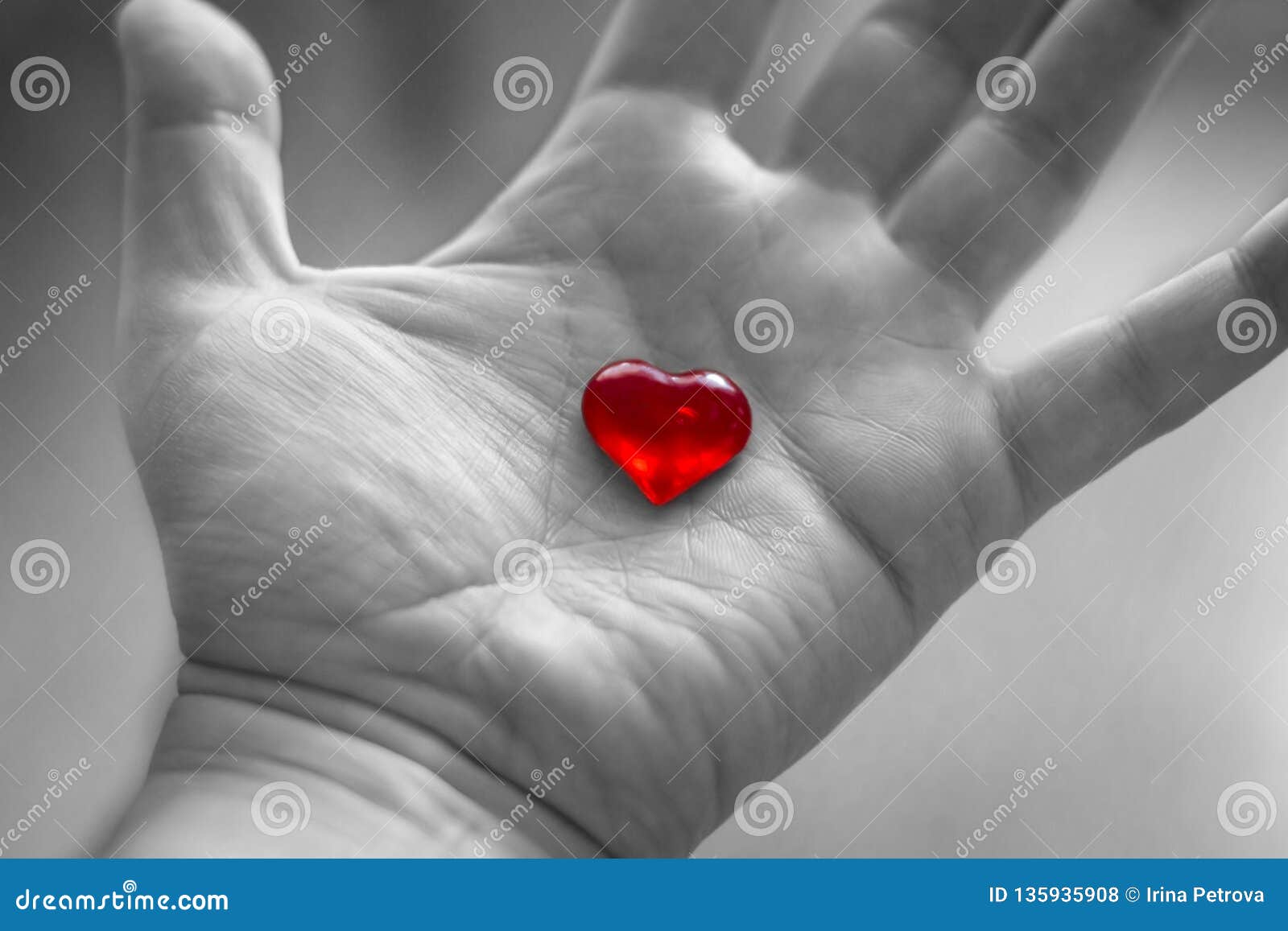 Красное сердце в руке на черно-белой предпосылке Стоковое Фото -  изображение насчитывающей только, подарок: 135935908