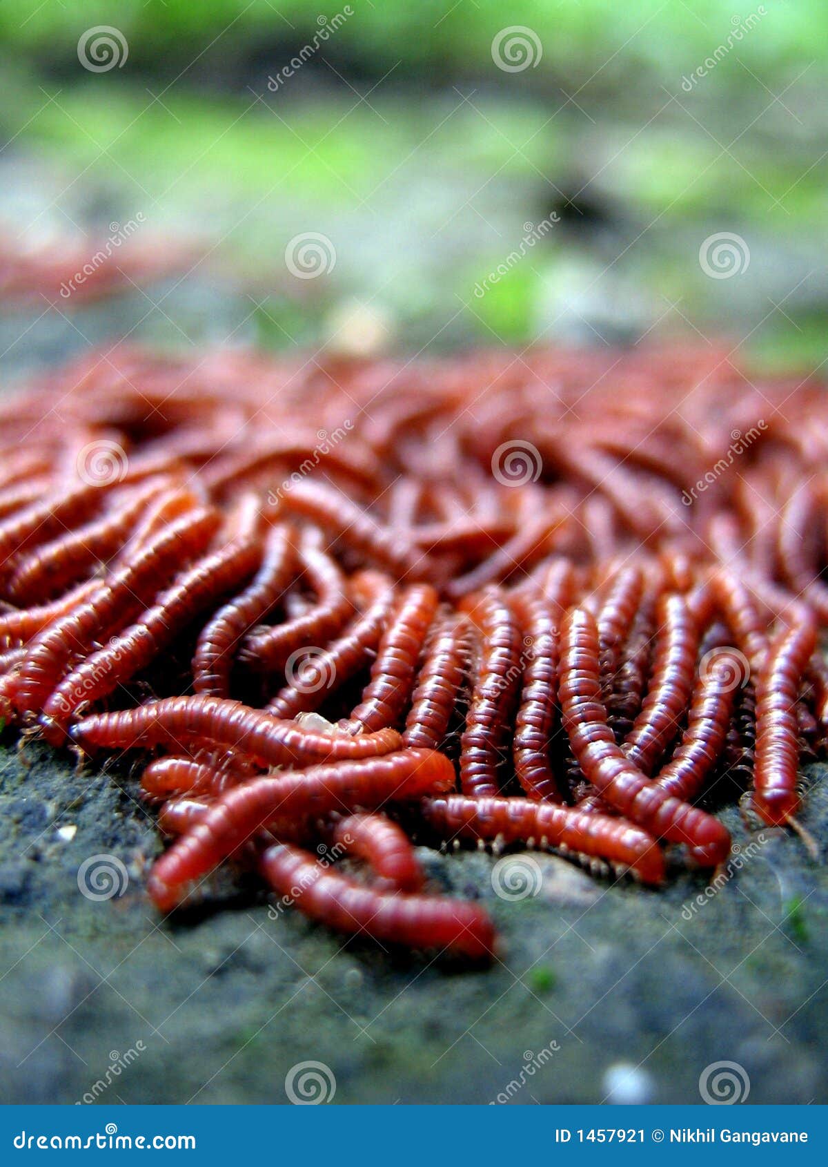 Много червей среди которых. Красные черви гельминты. Красный червяк гусеница.