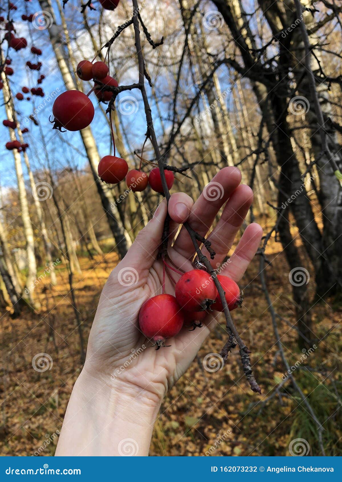 Яблоки В Лесу Фото