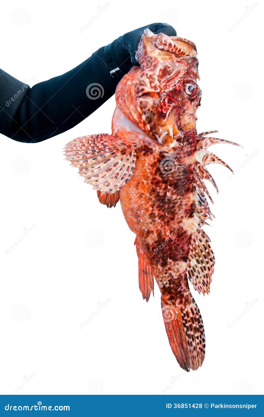 Рыба Скорпион Фото