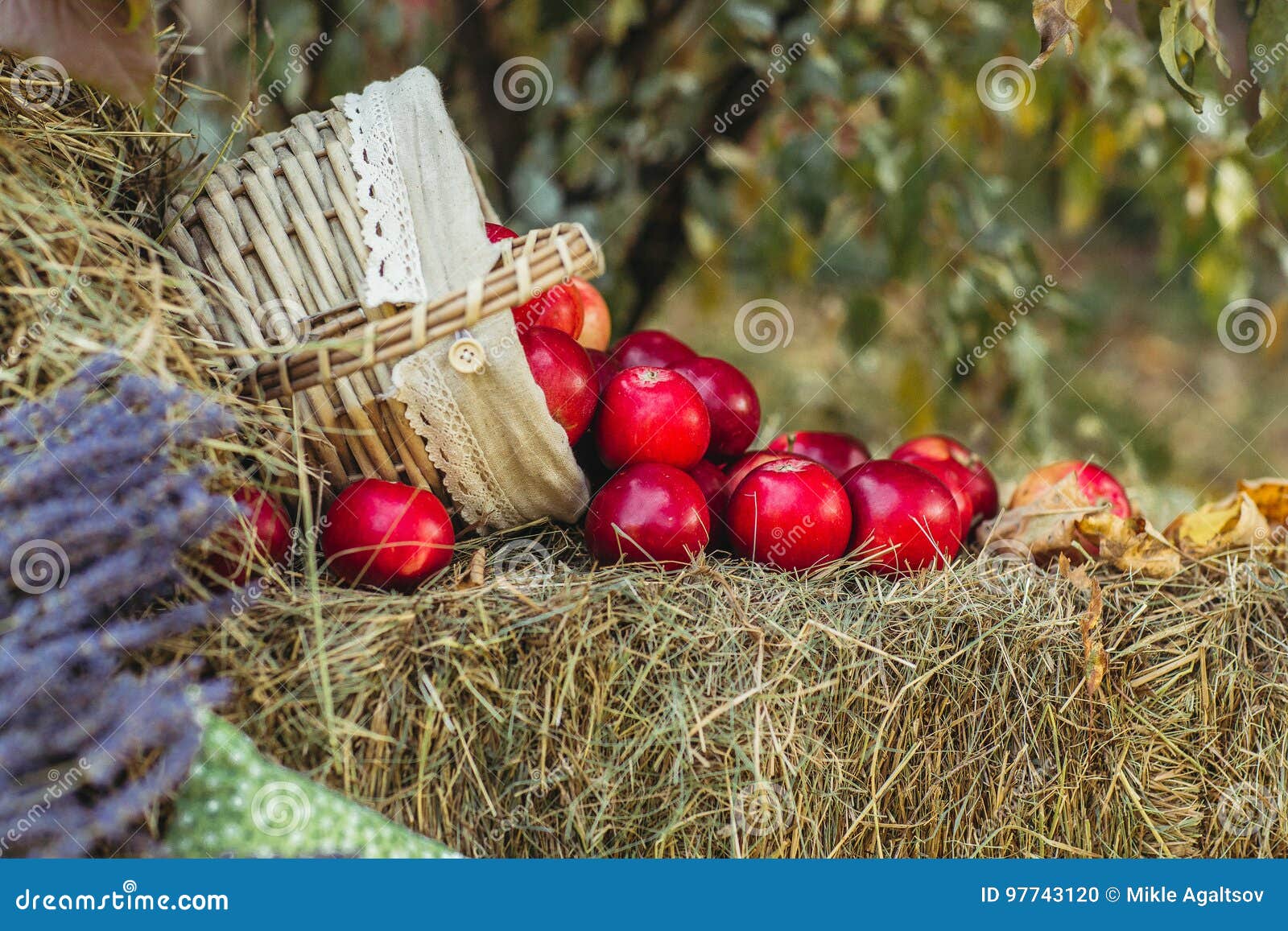 Пахло свежим сеном. Сено с яблоками. Яблоки на сене. Фотозона с яблоками. Яблоки в соломе.