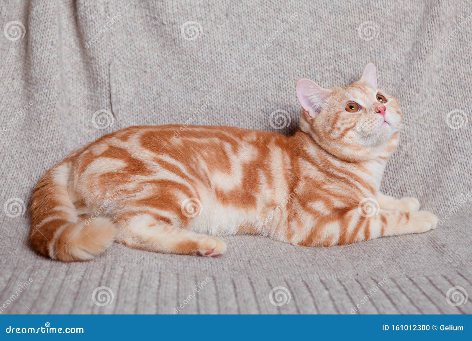 Красный мрамор кот