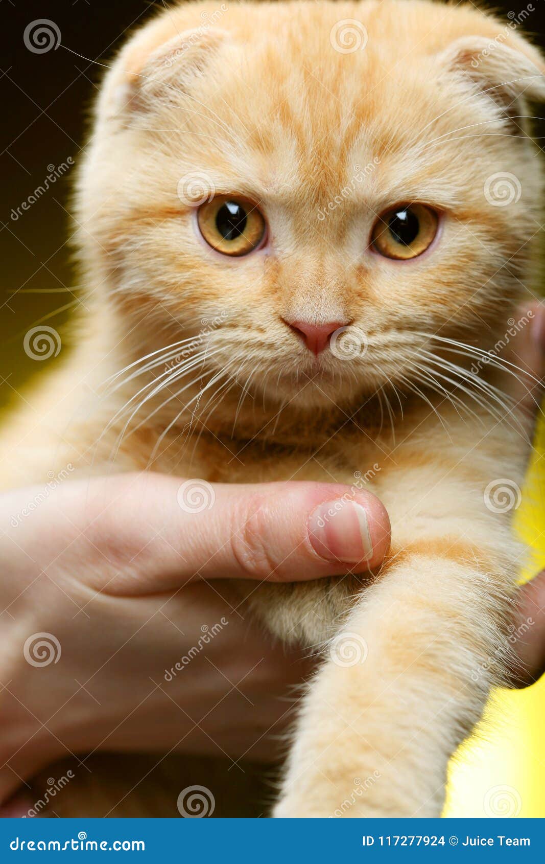 Рыжий вислоухий котенок