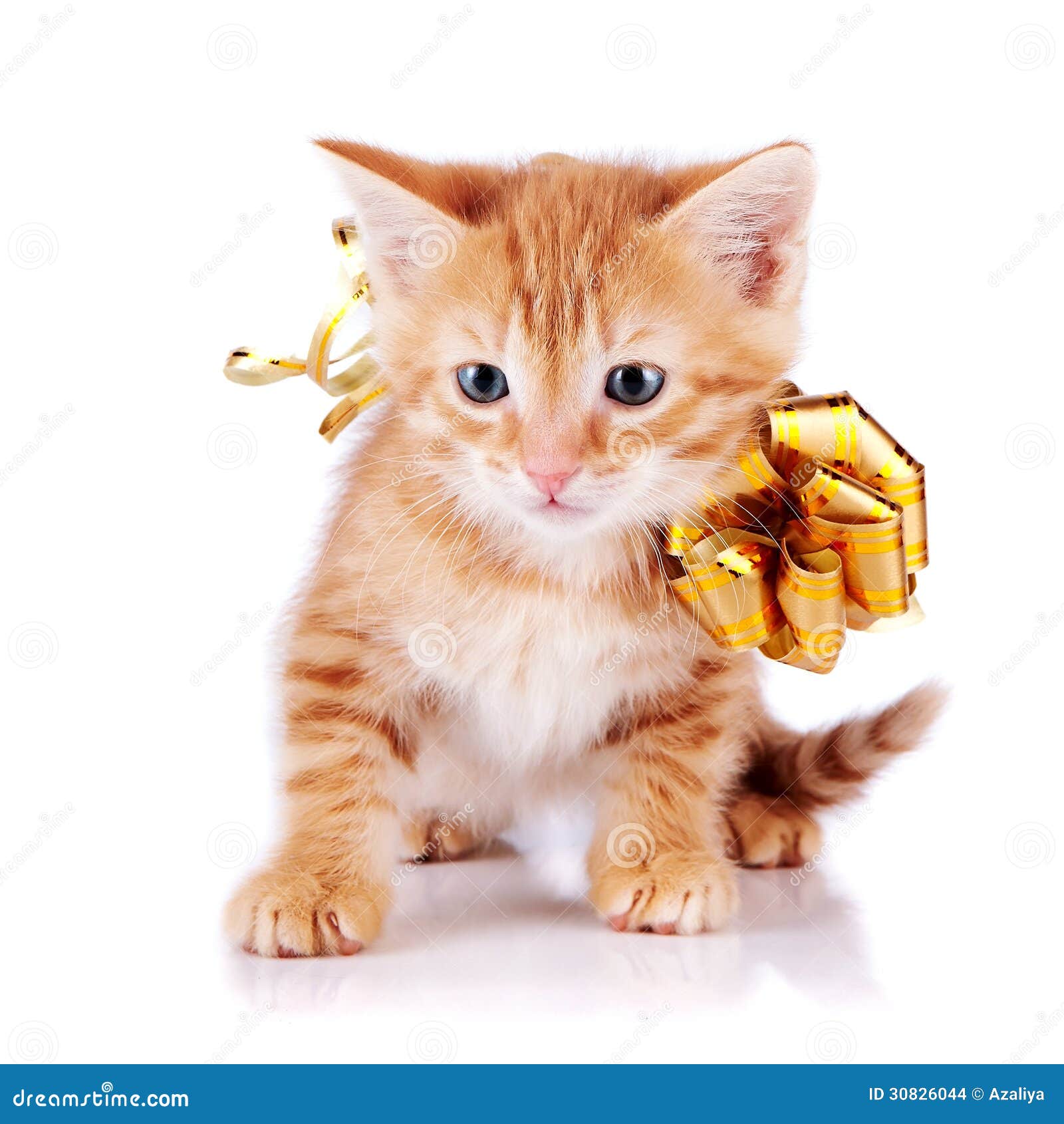 Котенок с бантиком