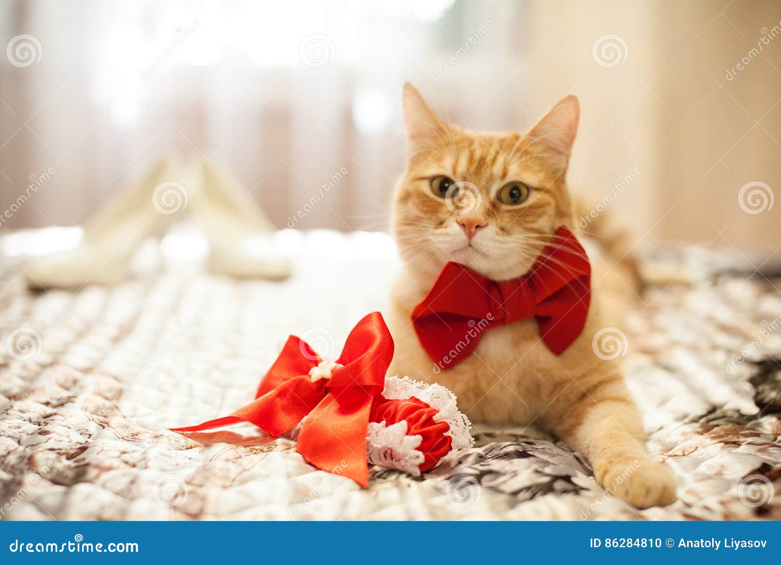 Кот с бантиком