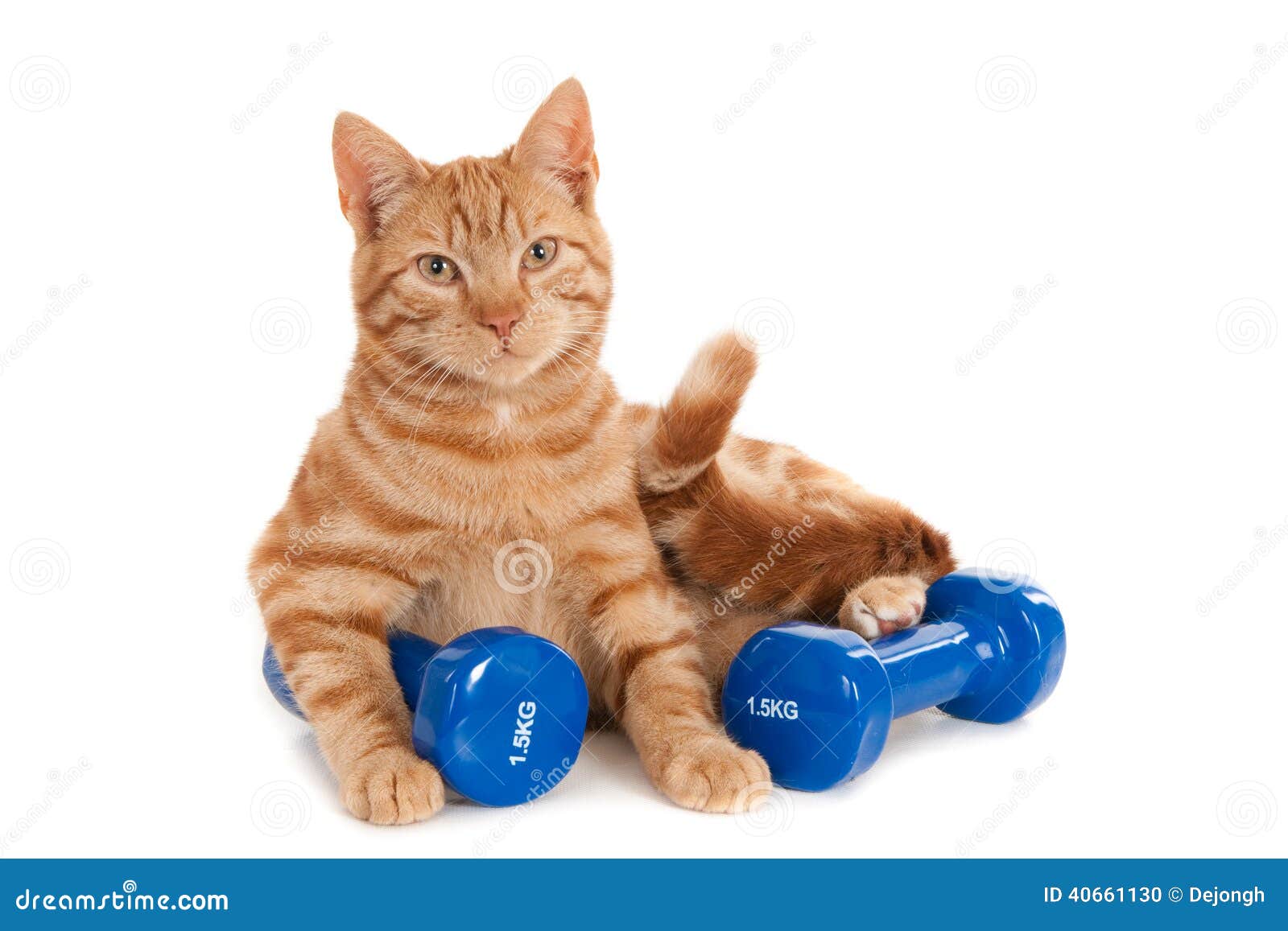 Котик спортсмен