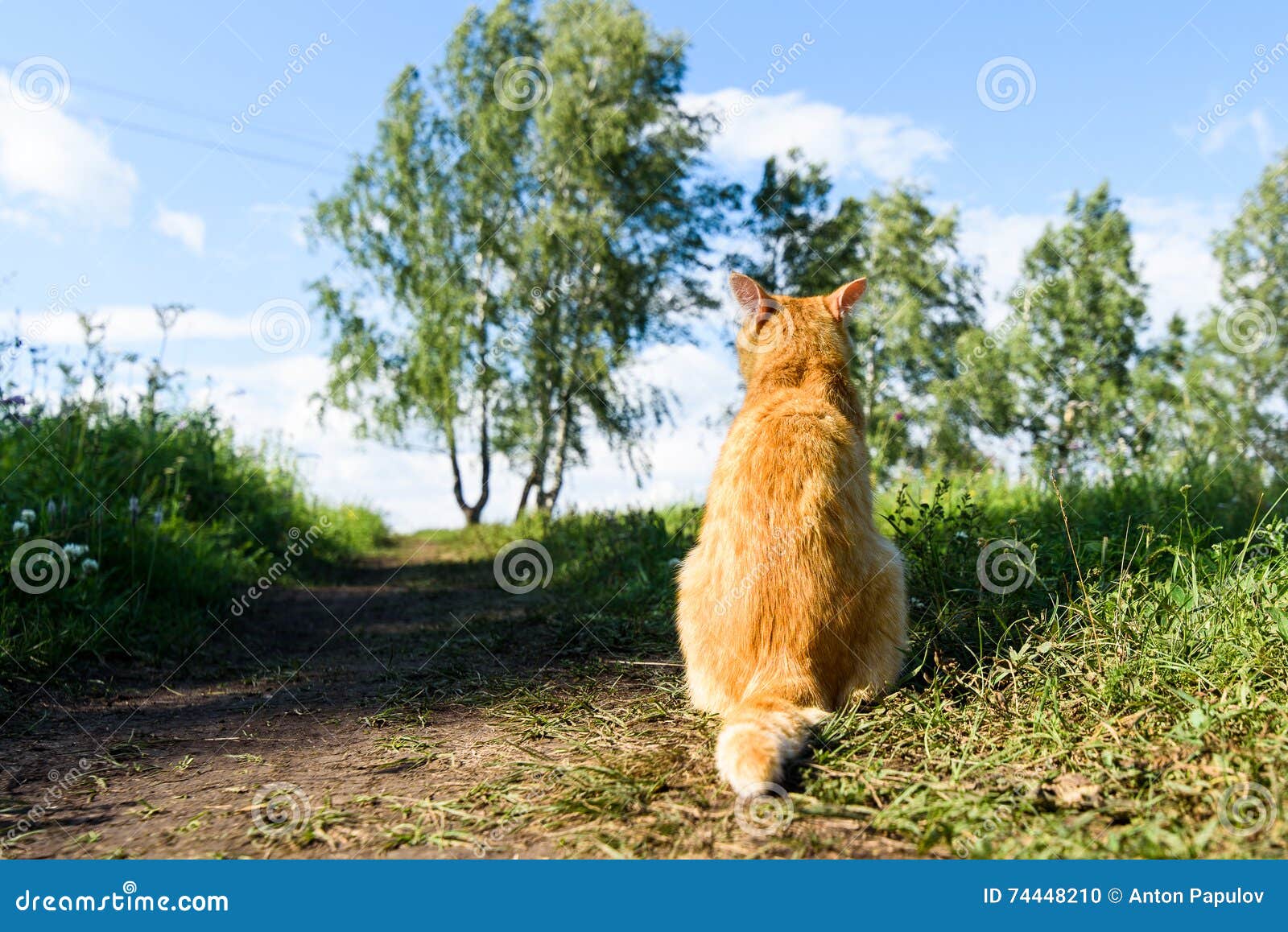 Кот сидит вид сзади