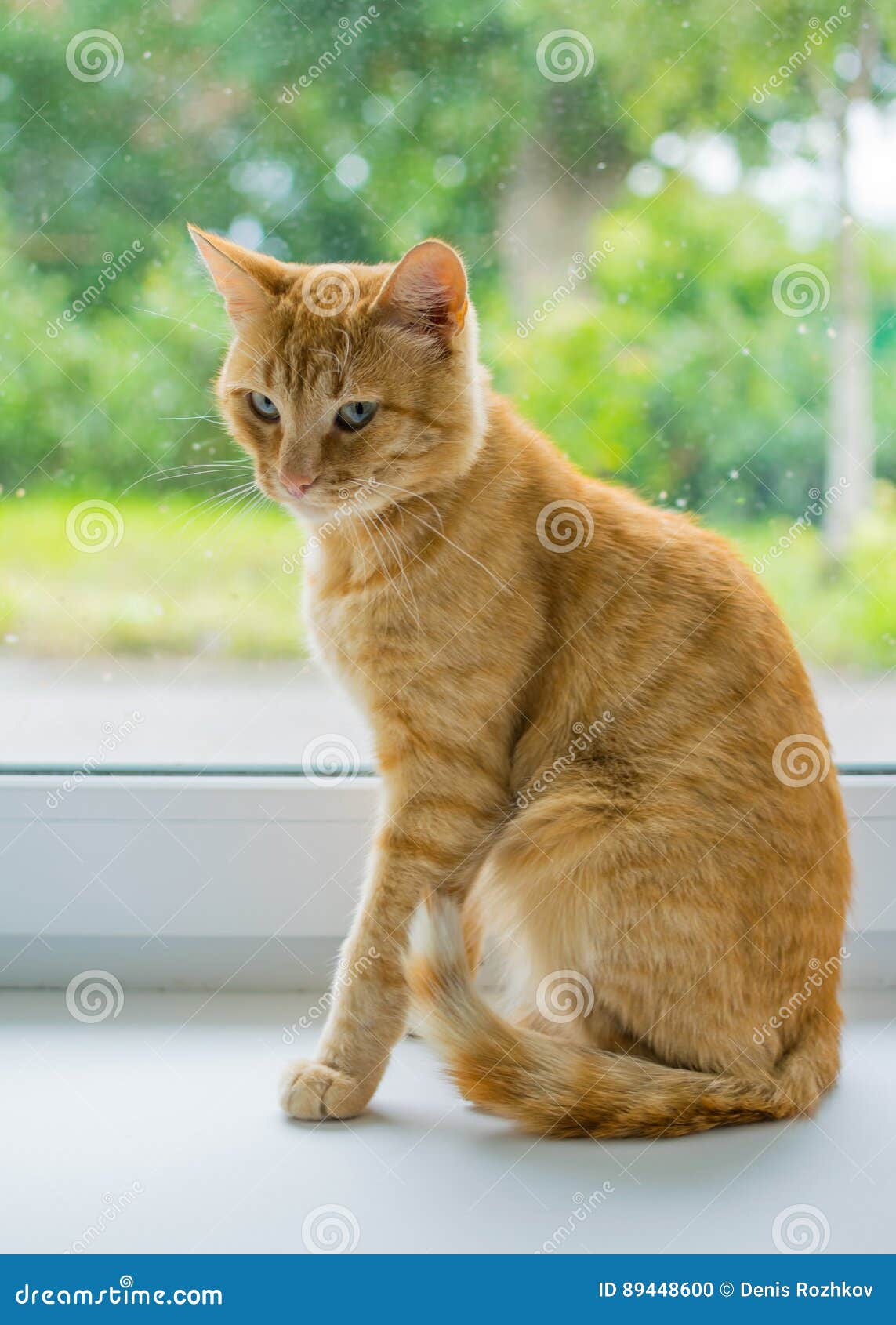 Худой рыжий кот