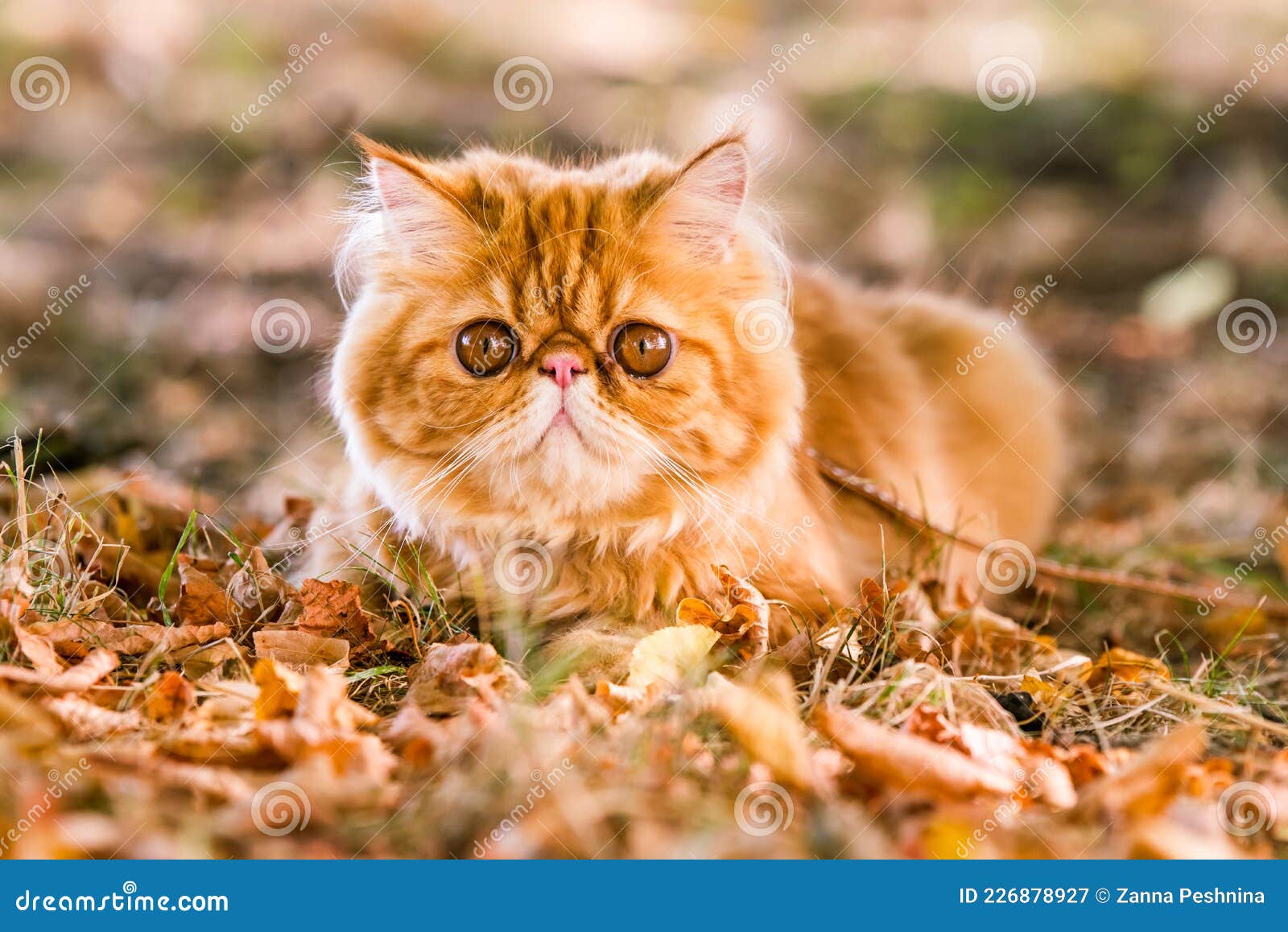 Персидский рыжий кот