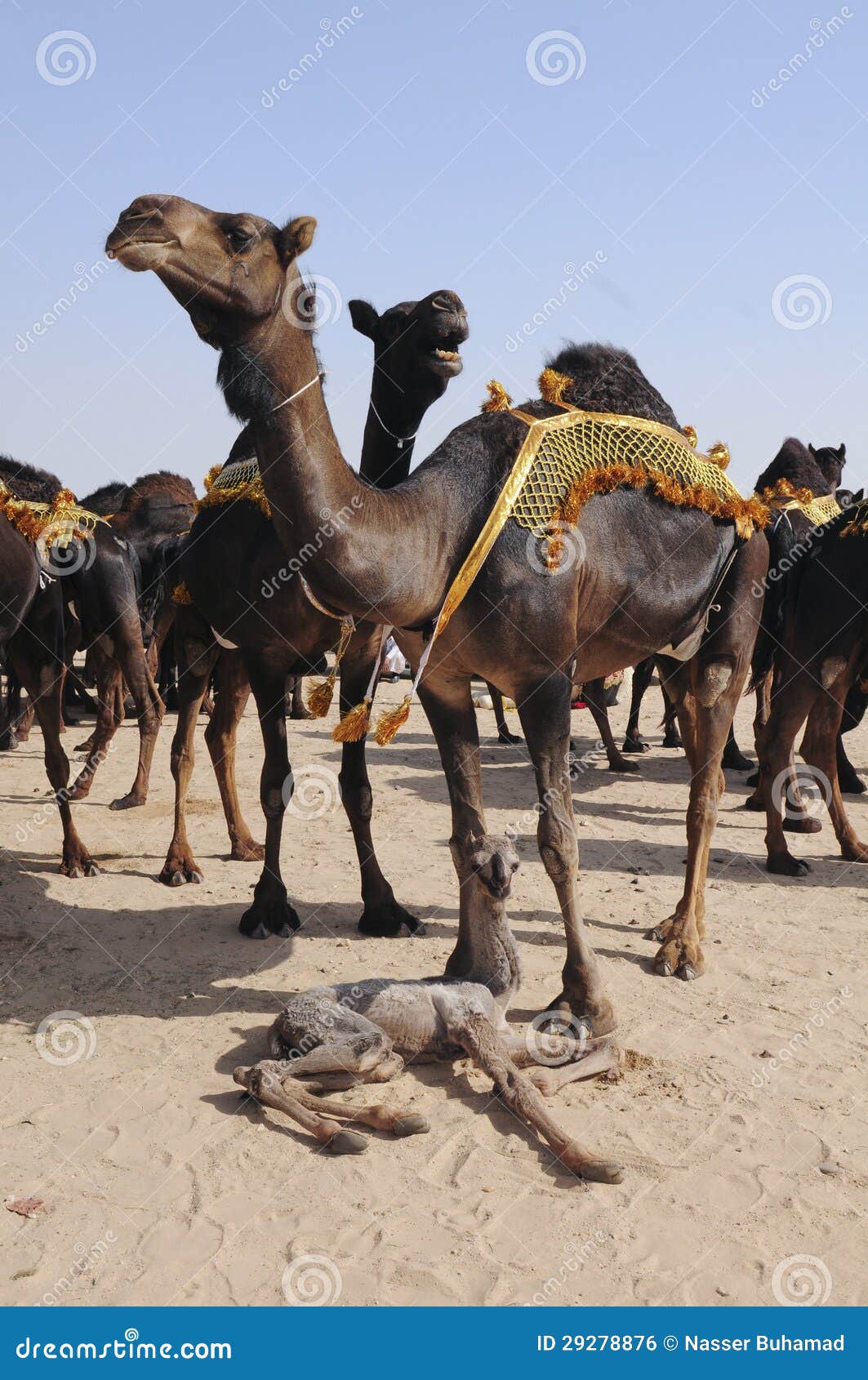 Красный ребенок верблюдов стоковое фото. изображение насчитывающей сторона  - 29278876