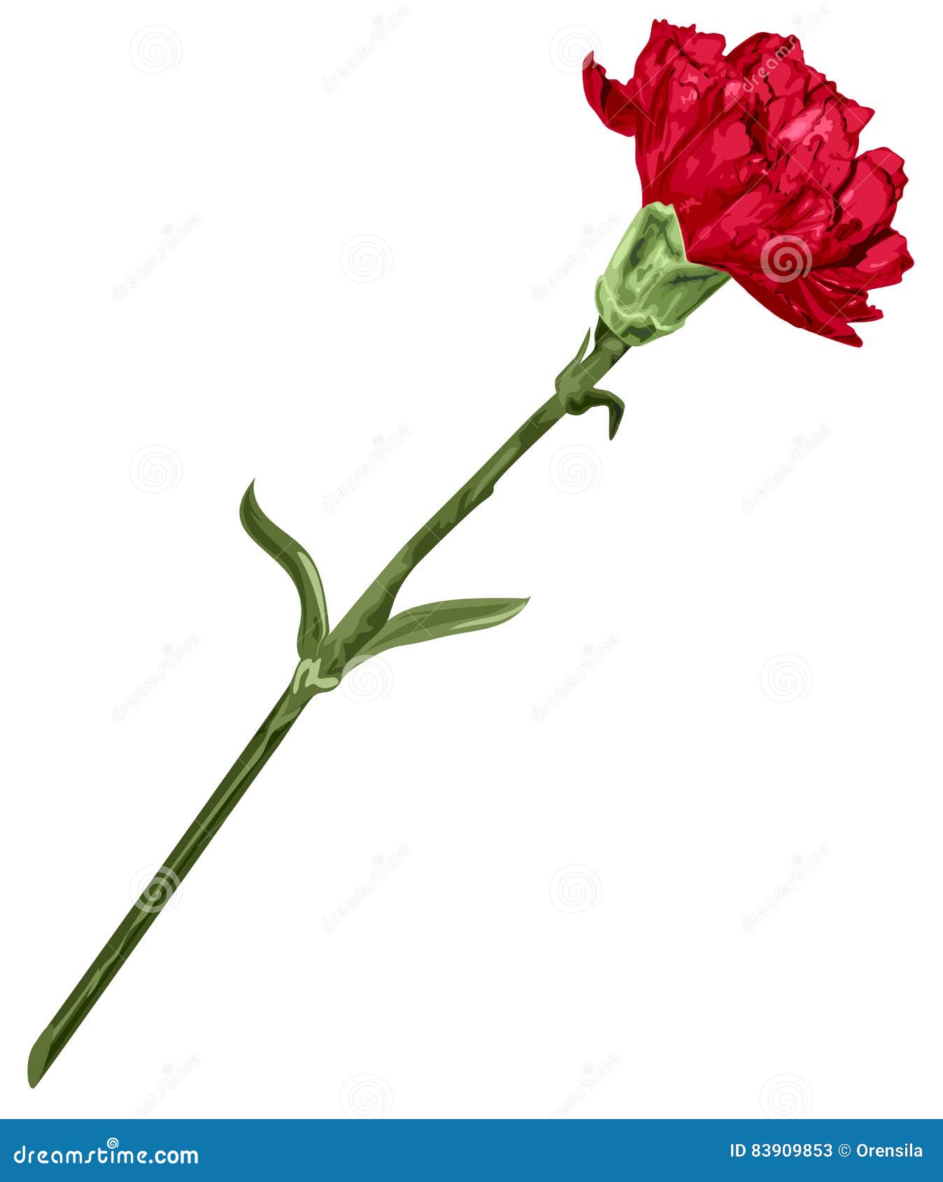 Две гвоздики png